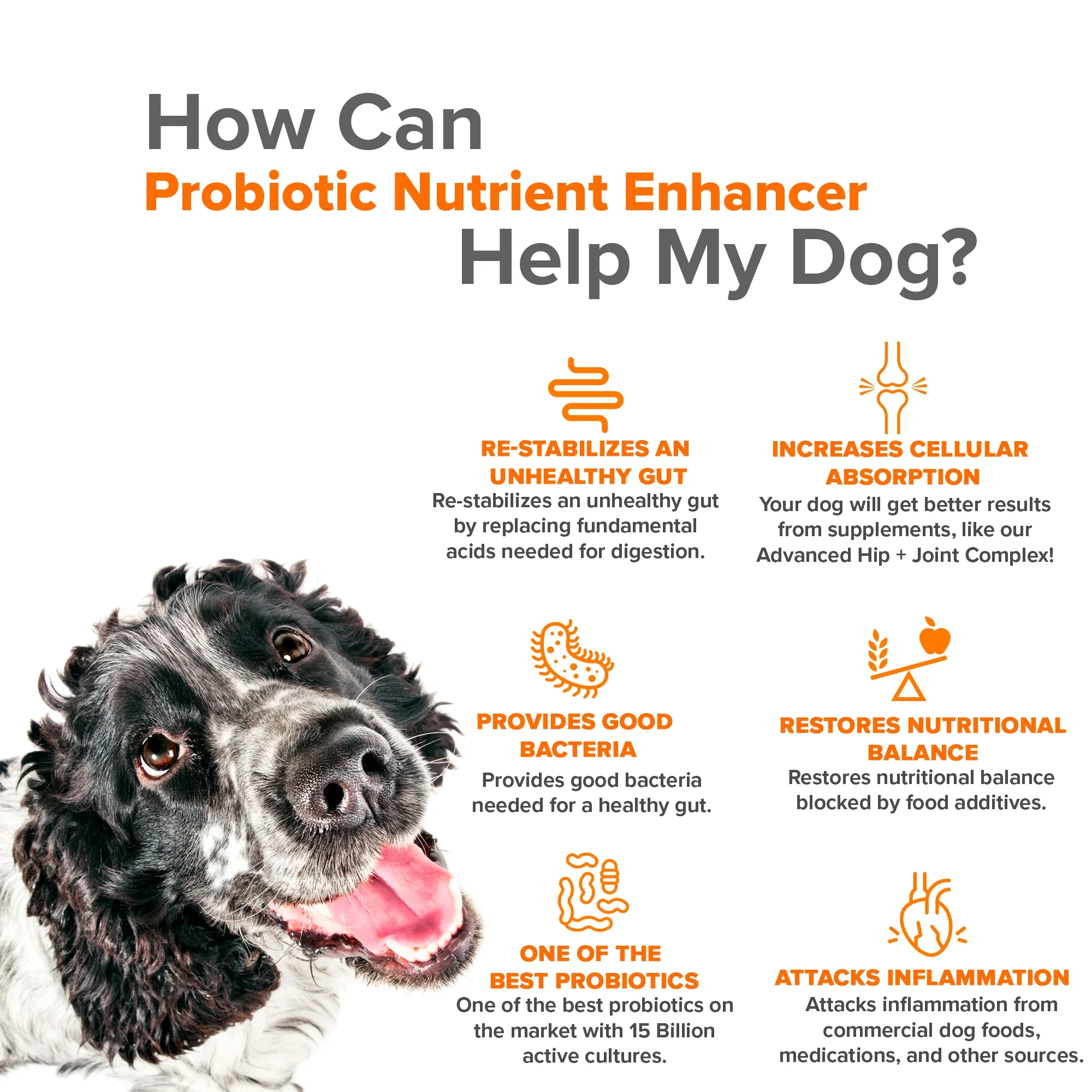 Probiotic Nutrient Enhancer for Dogs - 15 Billion Active Cultures - 60 Ct