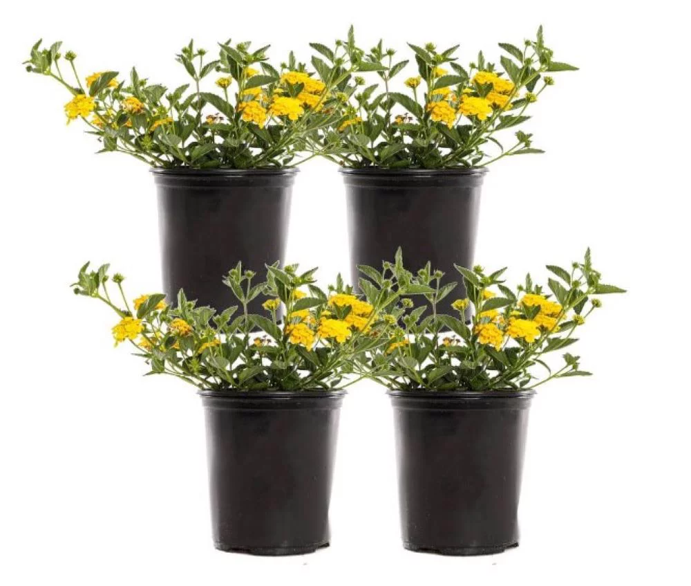 Altman Plants 1 Quart Gold Lantana New Gold Live Plants Pot (4 Pack)