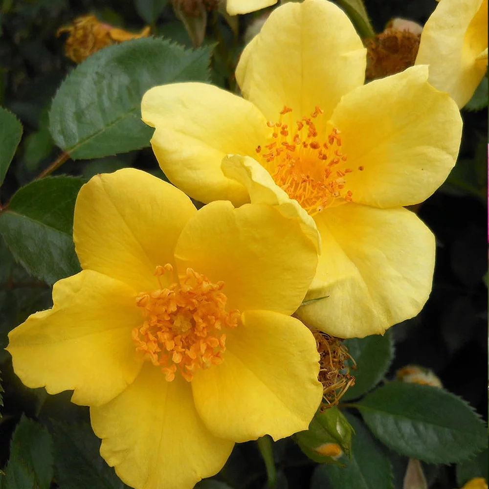 Heirloom Roses - Baby Love® Shrub Rose Bush