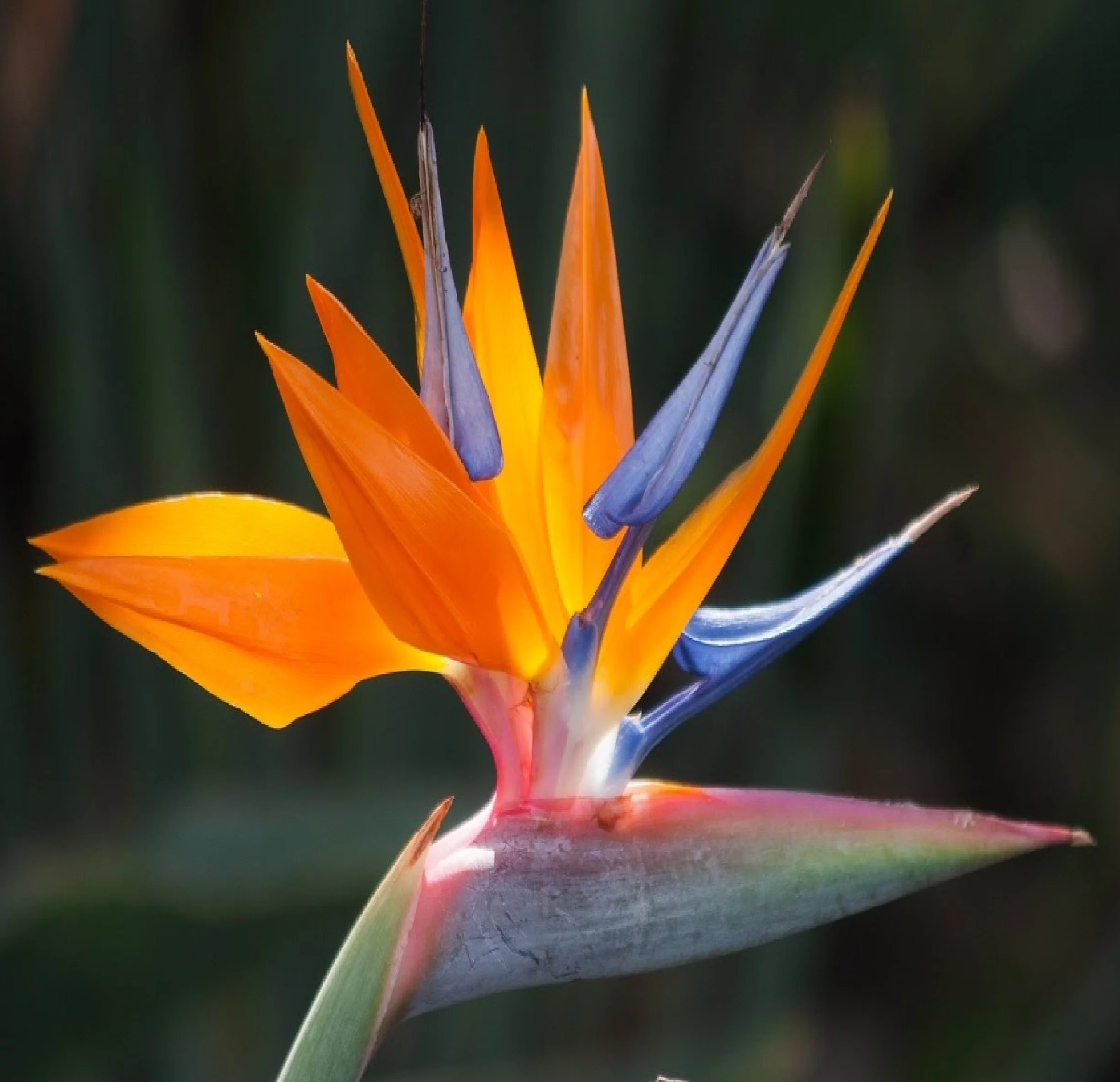Bird of Paradise Strelitzia Reginae Flower Plant Seeds 2 Pks - Perennial, Full Sun, Discount Hawaiian Gifts