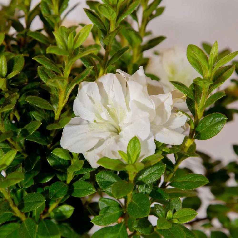 Encore Azalea Autumn Moonlight (2 Gallon) White Flowering Shrub - Full Sun Live Outdoor Plant