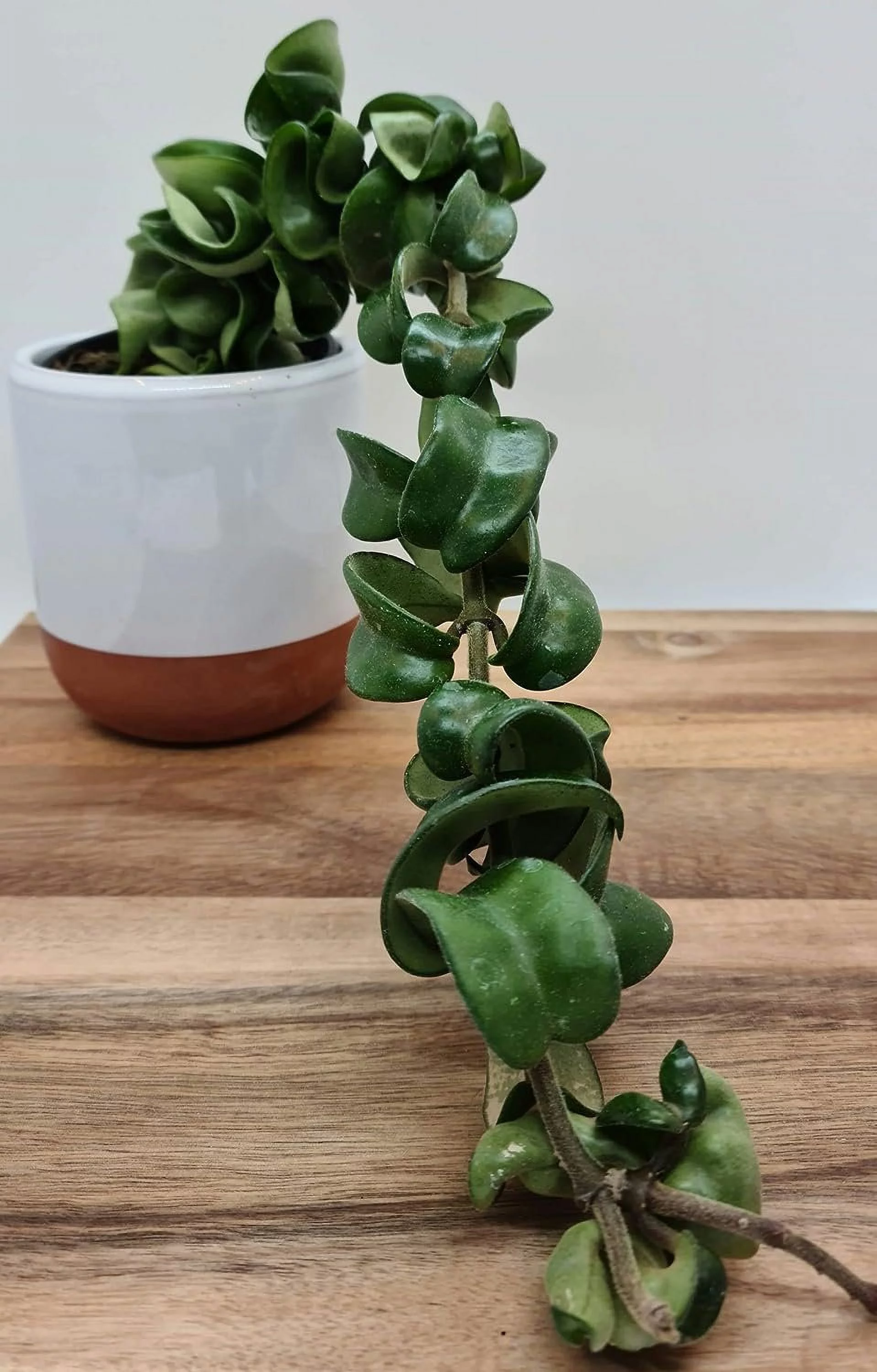 Hoya Hindu Rope Plant - Live Plant in a 2 Inch Pot - Hoya Carnosa 'Compacta - Indoor Houseplants Straight from The Nursery