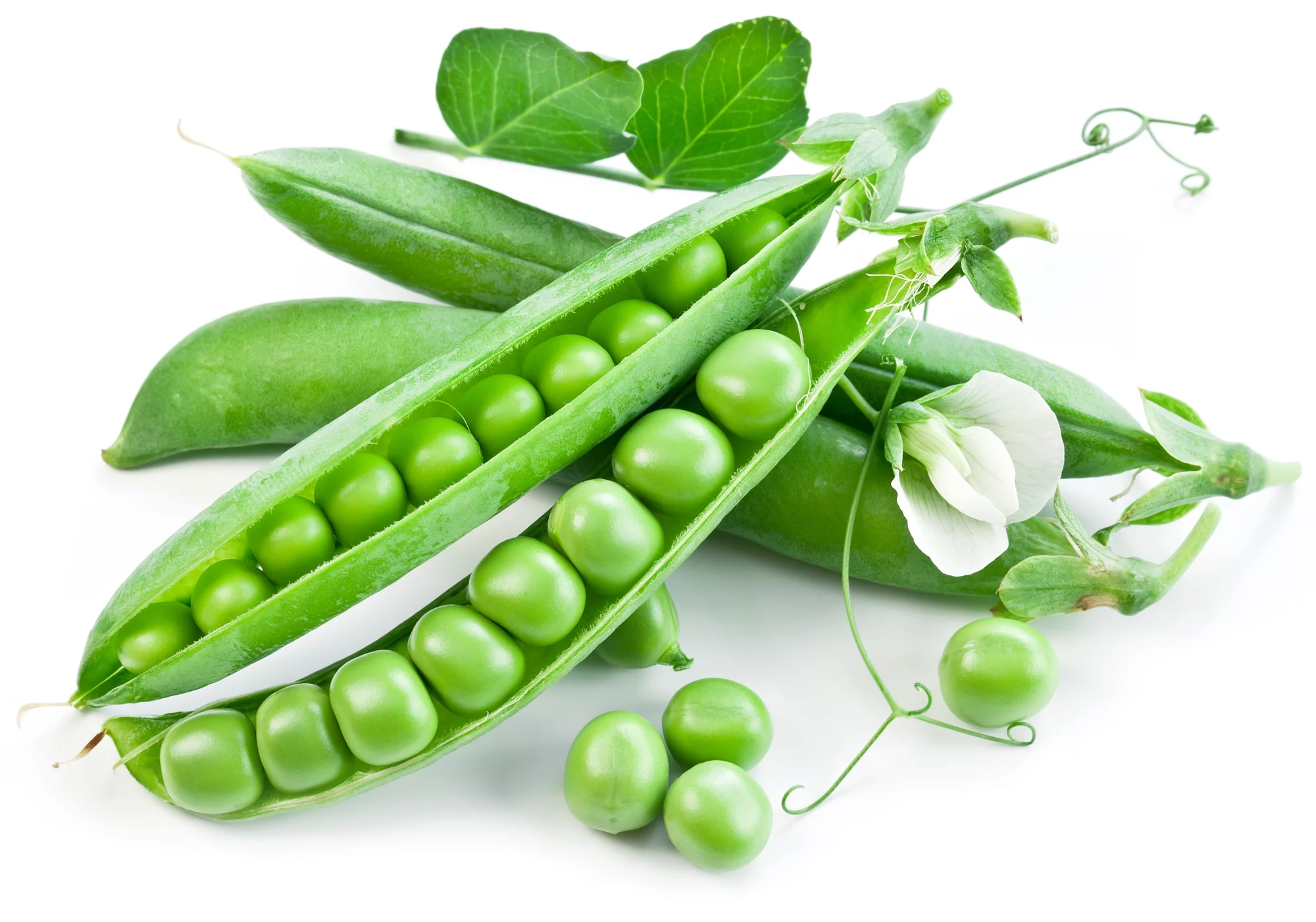 Earthcare Seeds - Pea Little Marvel Dwarf Bush Pea 50 Seeds (Pisum Sativum) Heirloom - Open Pollinated