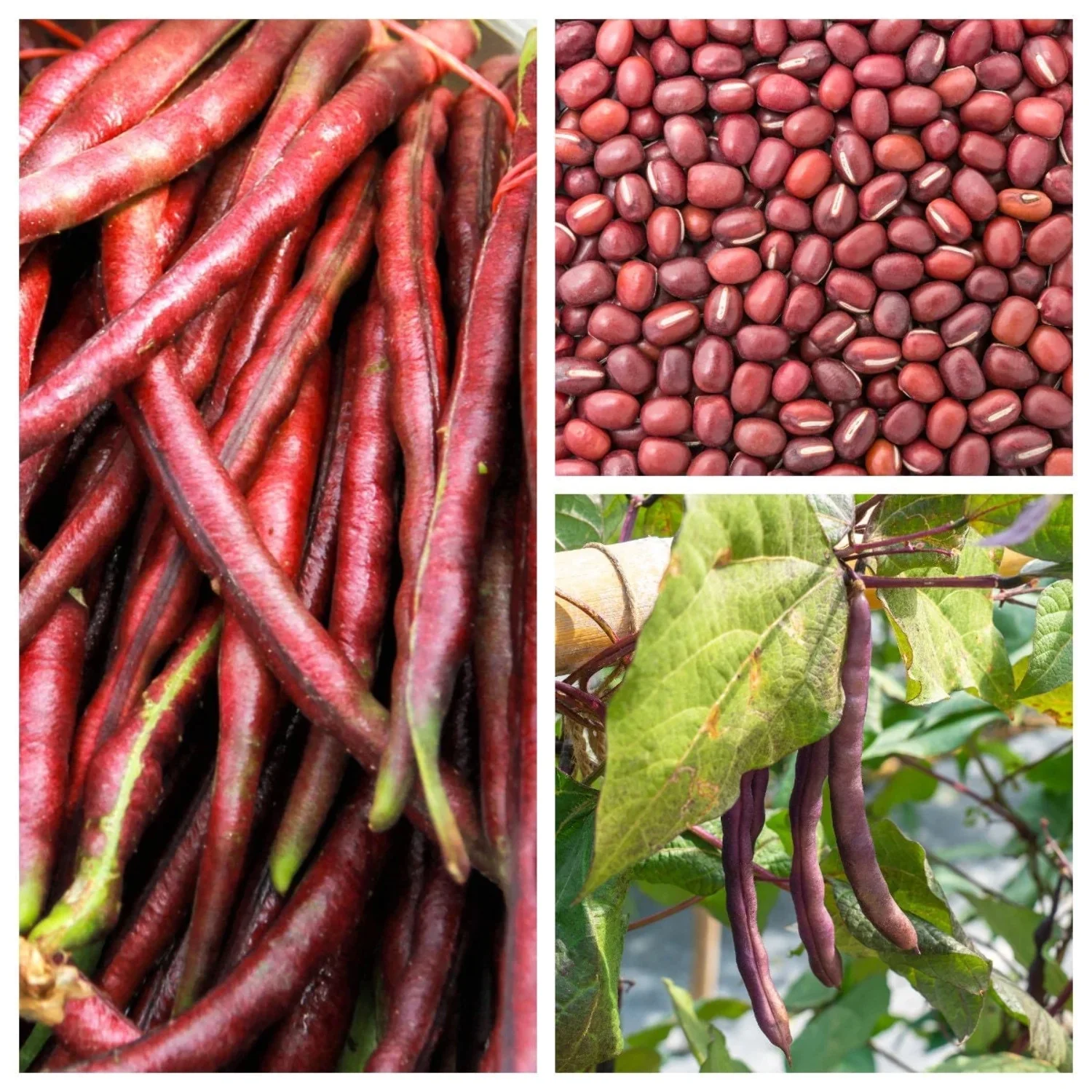 100 Seeds RED RIPPER COWPEA Cow Pea Southern Pea Vigna Unguiculata Legume Bean Vegetable Seeds