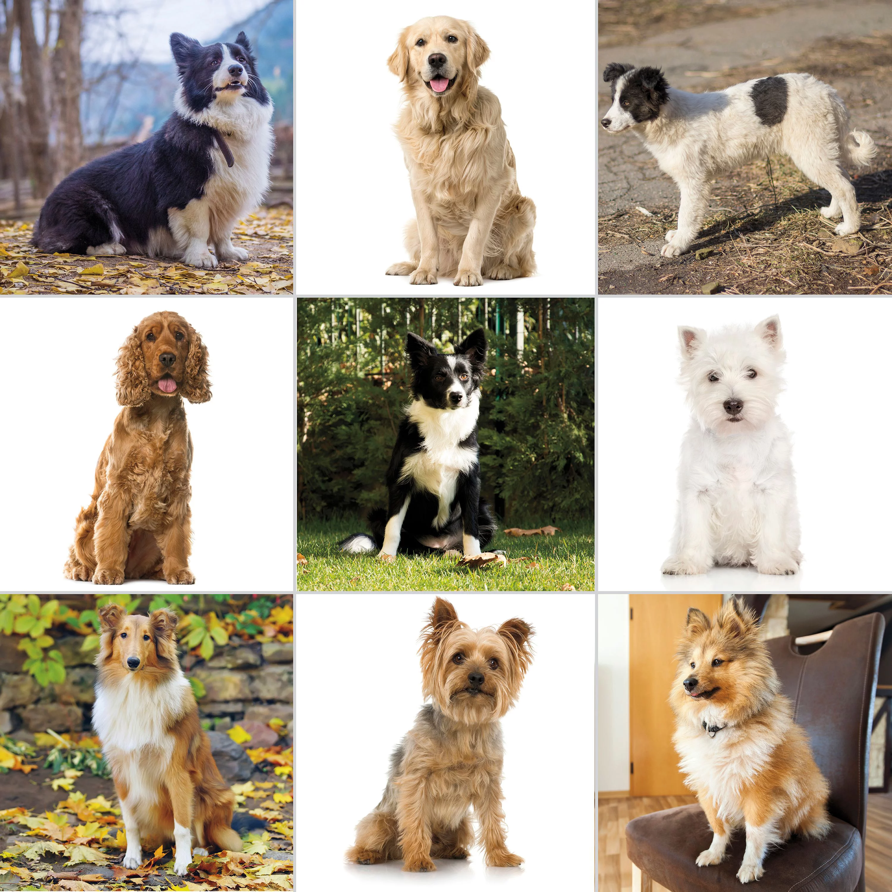 Wahl Pet-Pro, Complete Dog Hair Cutting Clipper Kit Model 9281-210, Silver/Black