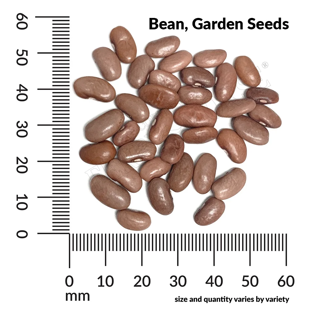 Ferry-Morse 8000MG Bean Garden Red Noodle Vegetable Plant Seeds Full Sun