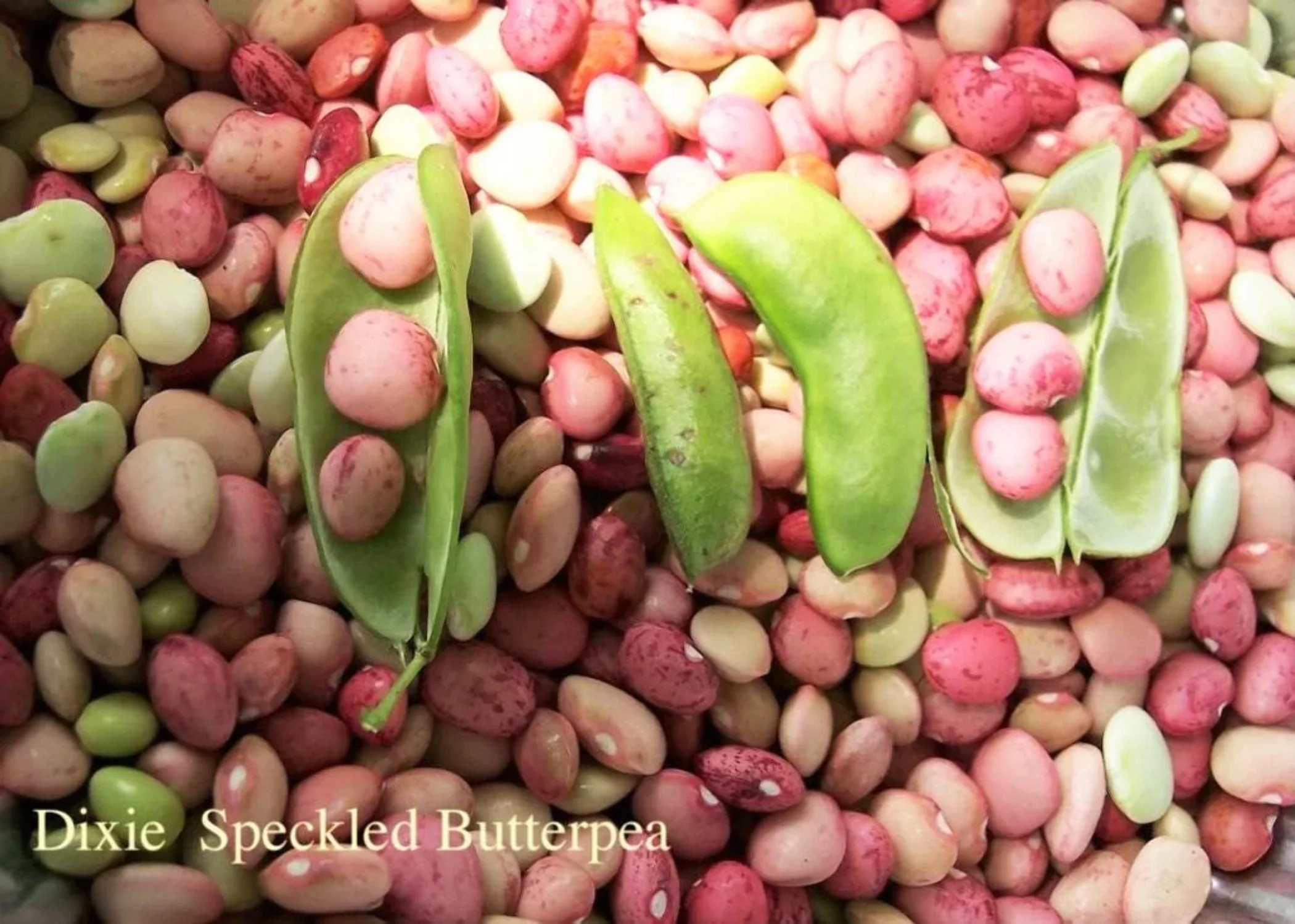 50 Seeds Speckled Dixie BUTTERPEA LIMA BEAN Phaseolus Vulgaris Bush Vegetable Seeds