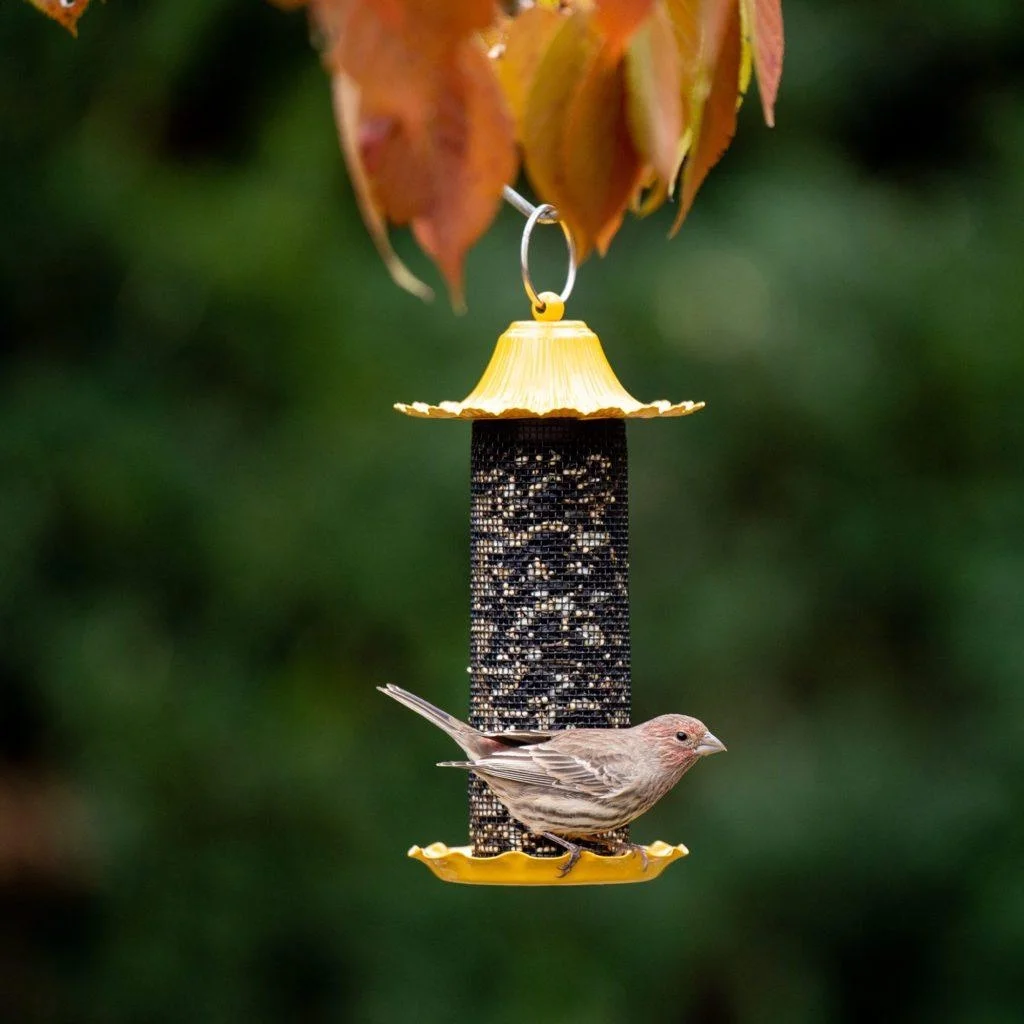 More Birds Little-Bit Finch Screen Bird Feeder, Wild Bird Feeder, .6 lb Seed Capacity