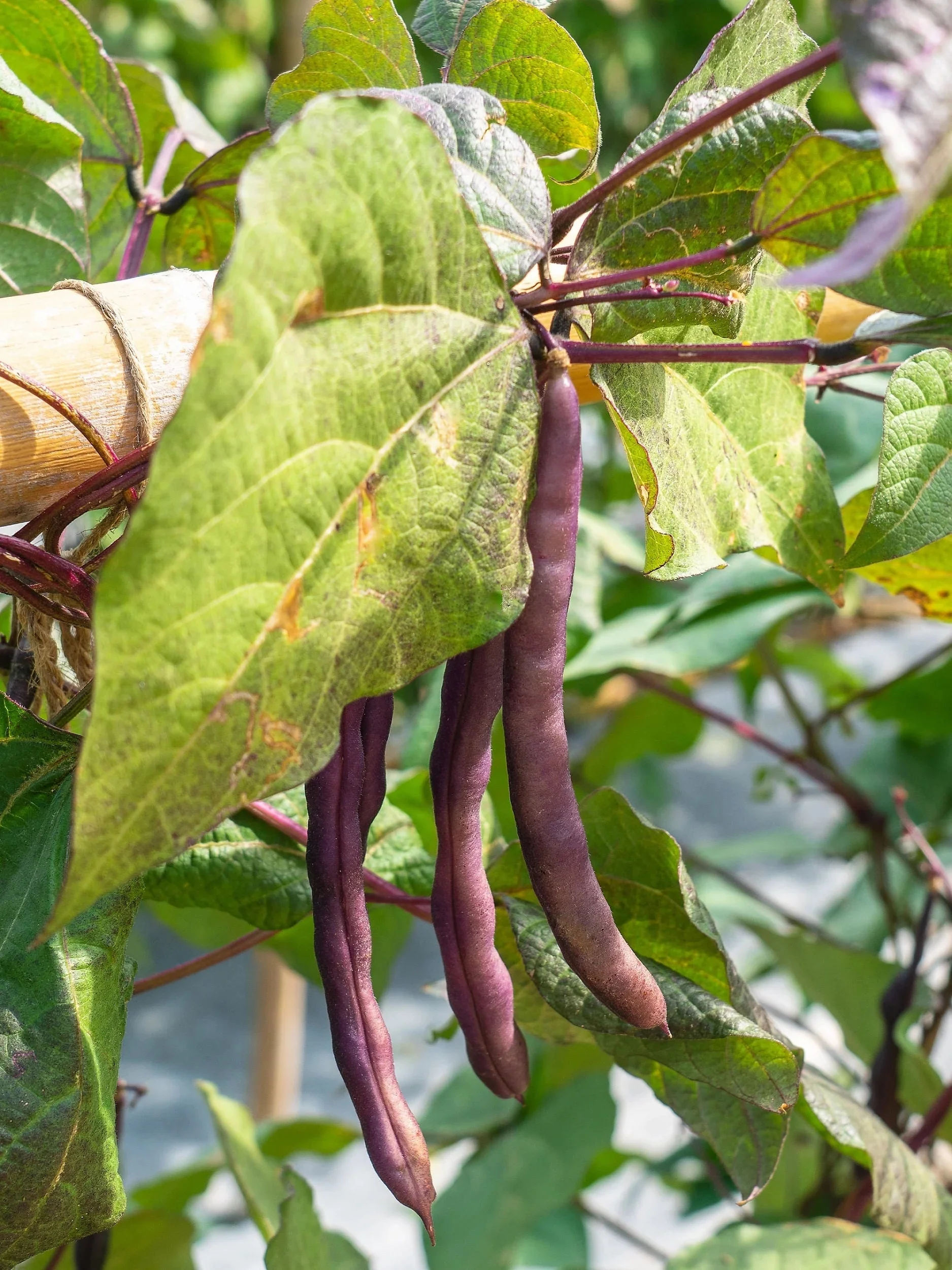 100 Seeds RED RIPPER COWPEA Cow Pea Southern Pea Vigna Unguiculata Legume Bean Vegetable Seeds
