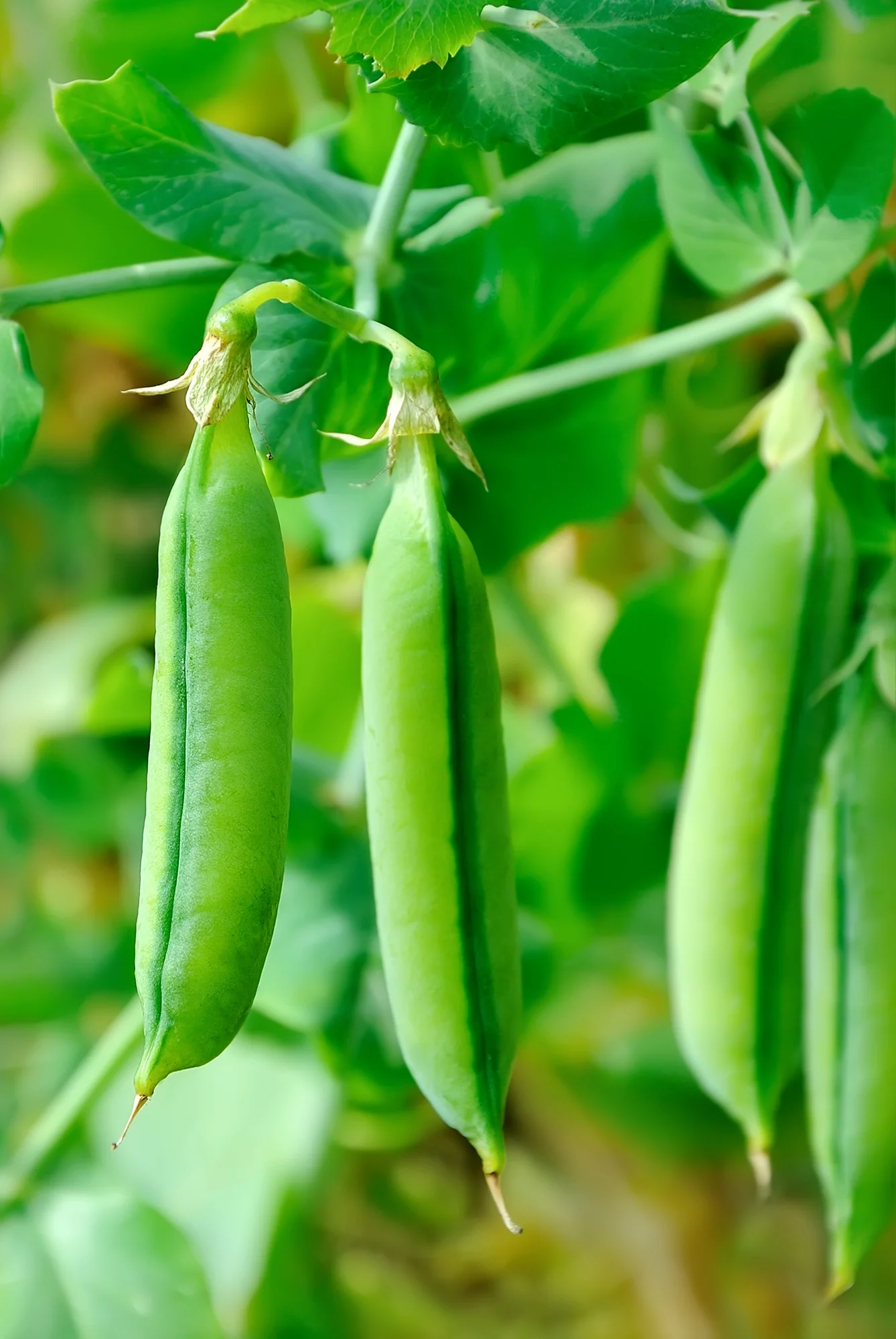 Earthcare Seeds - Pea Little Marvel Dwarf Bush Pea 50 Seeds (Pisum Sativum) Heirloom - Open Pollinated