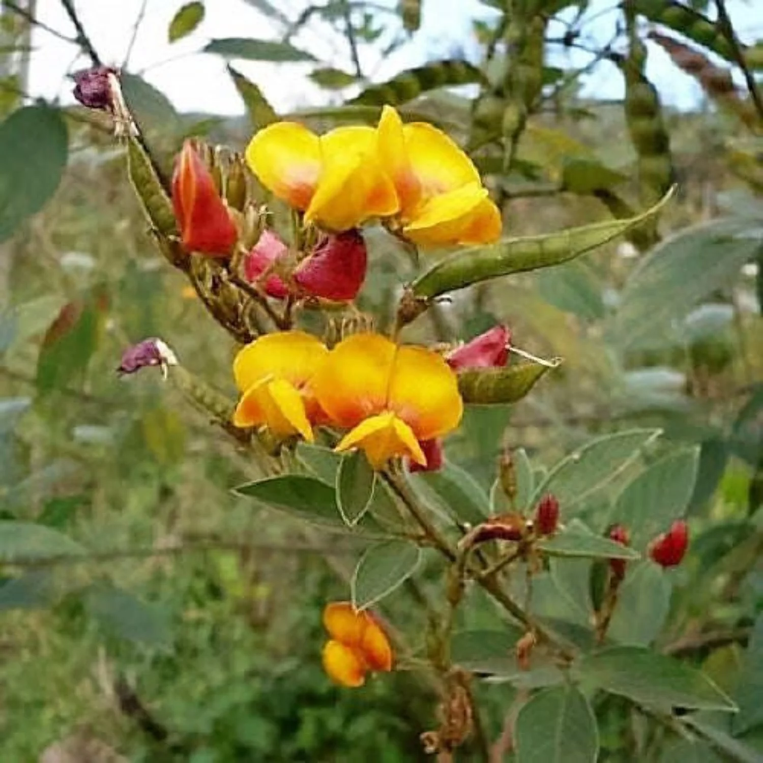 30 Seeds PIGEON PEA Dhal Gungo Puerto Rico Bean Cajanus Cajan Vegetable Seeds