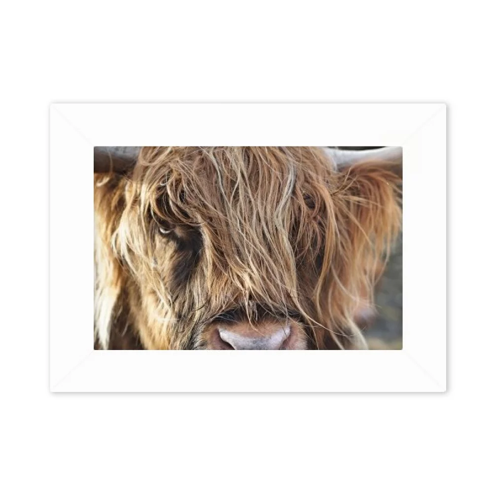 m Animal Buffalo Photo Mount Frame Picture Art Painting Desktop 5x7 inch