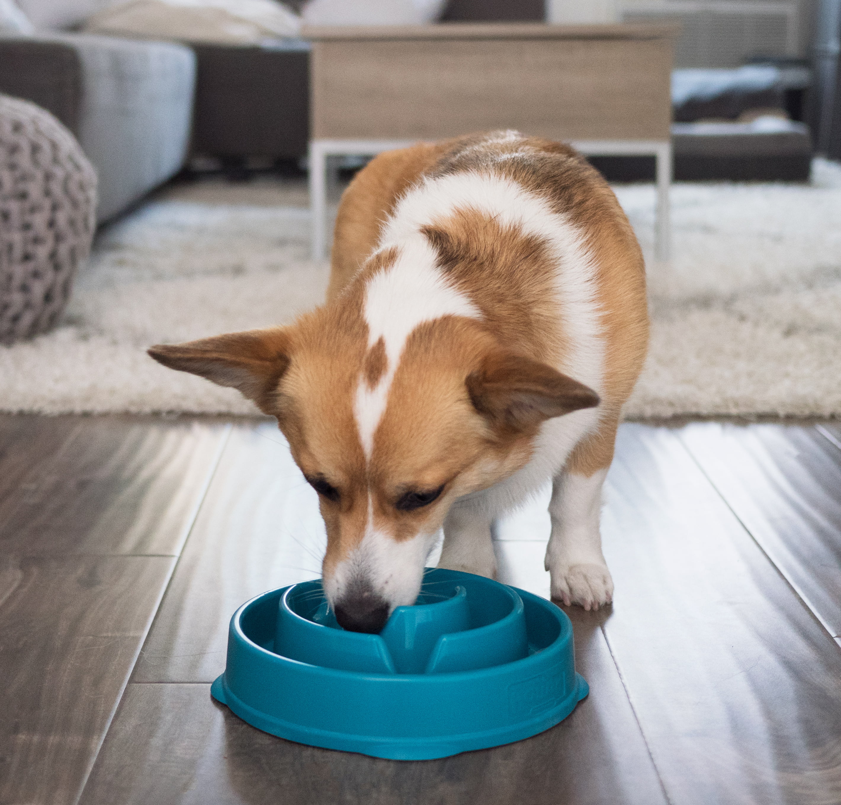 Outward Hound Fun Feeder Slo Bowl, Slow Feeder Dog Bowl, Turquoise, Medium/Mini