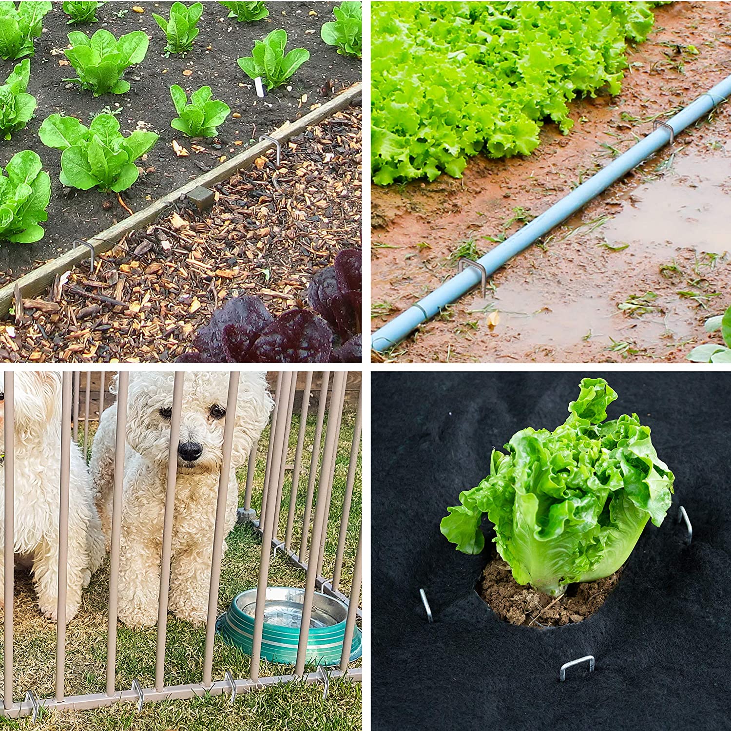 GARDEN & HOME 6 Inch Garden Stakes Galvanized Landscape Staples 11 Gauge 500 Pack Sod Pins Fence Stakes for Anchoring Weed Barrier Fabric Ground Cover Landscaping Tubing Garden Staples