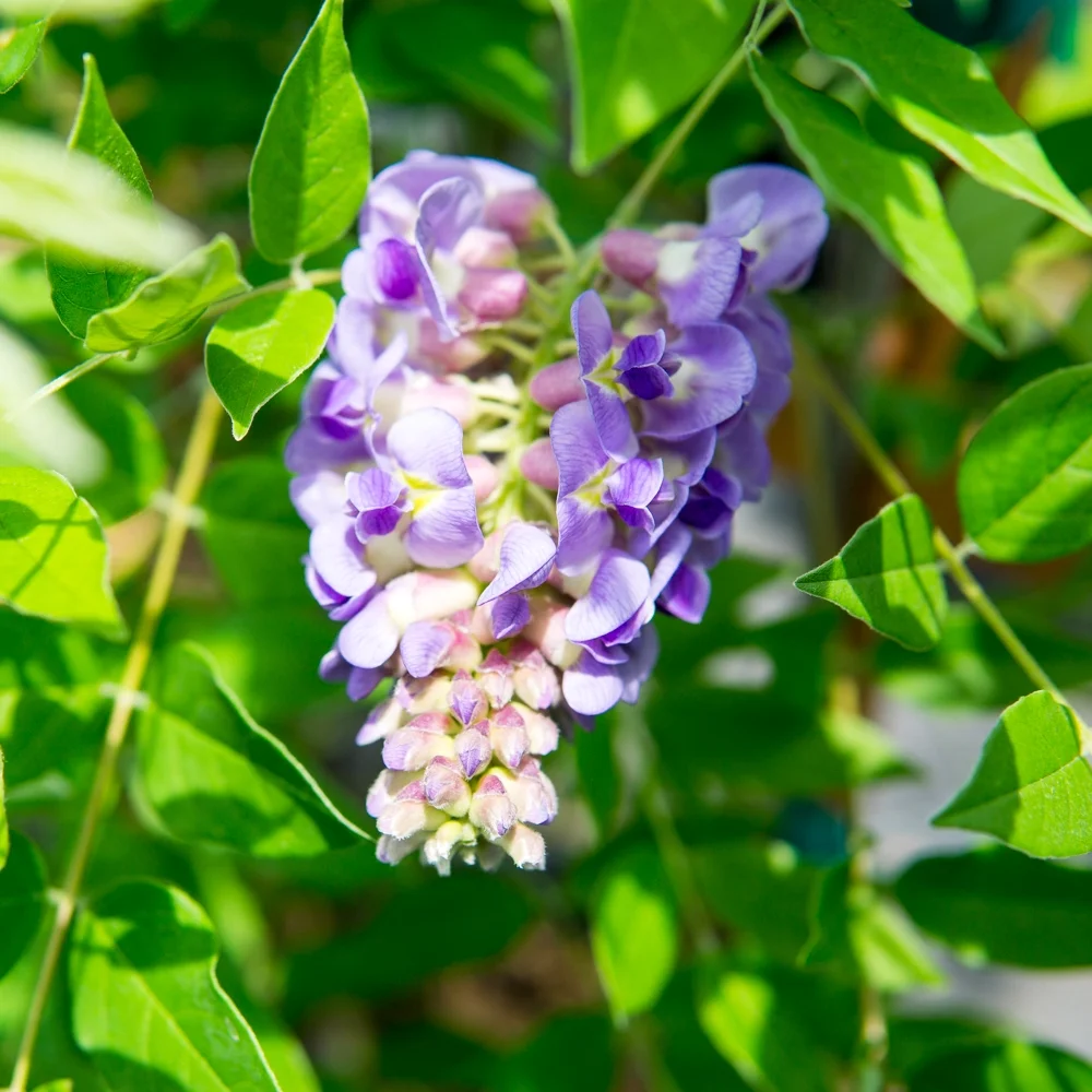 3 Gal. Amethyst Falls Wisteria - Purple Blooms - Perfect For Trellis or Arbor