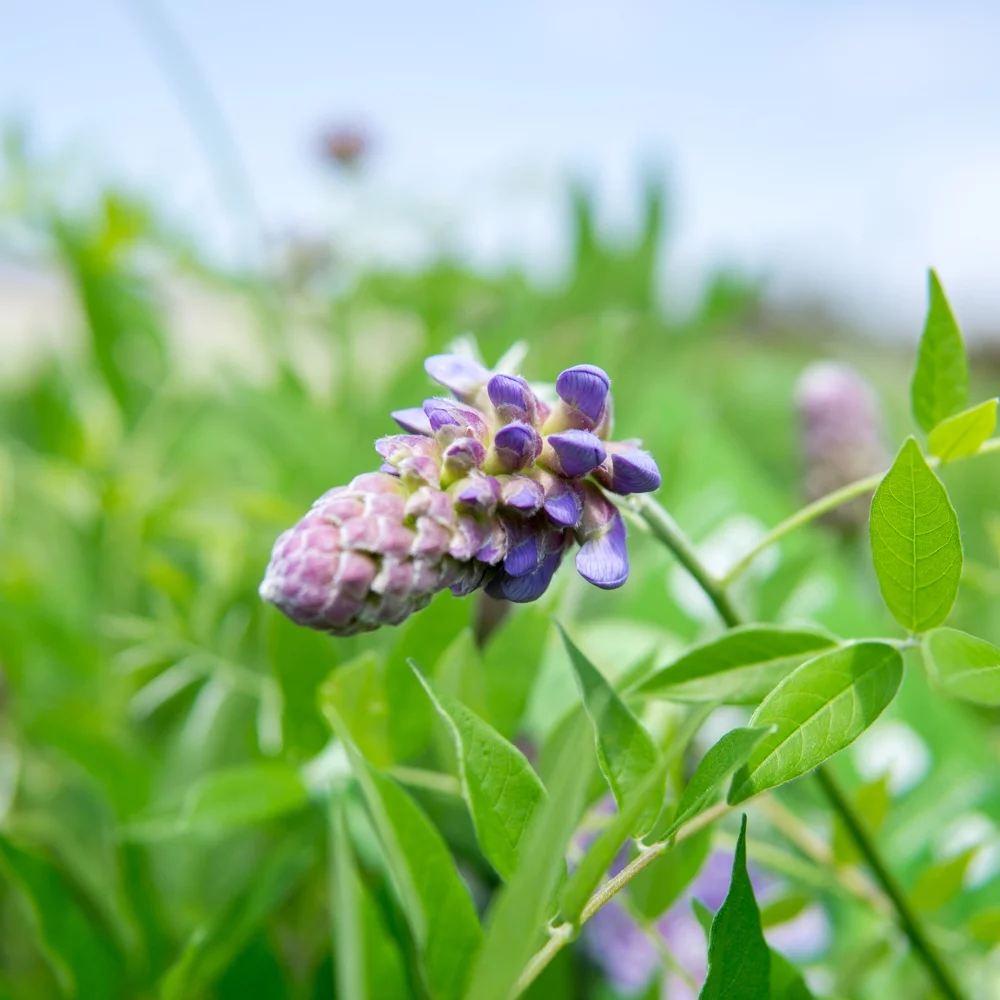 3 Gal. Amethyst Falls Wisteria - Purple Blooms - Perfect For Trellis or Arbor