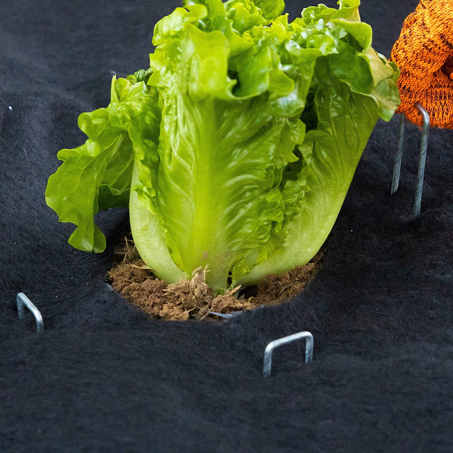 GARDEN & HOME 6 Inch Garden Stakes Galvanized Landscape Staples 11 Gauge 500 Pack Sod Pins Fence Stakes for Anchoring Weed Barrier Fabric Ground Cover Landscaping Tubing Garden Staples