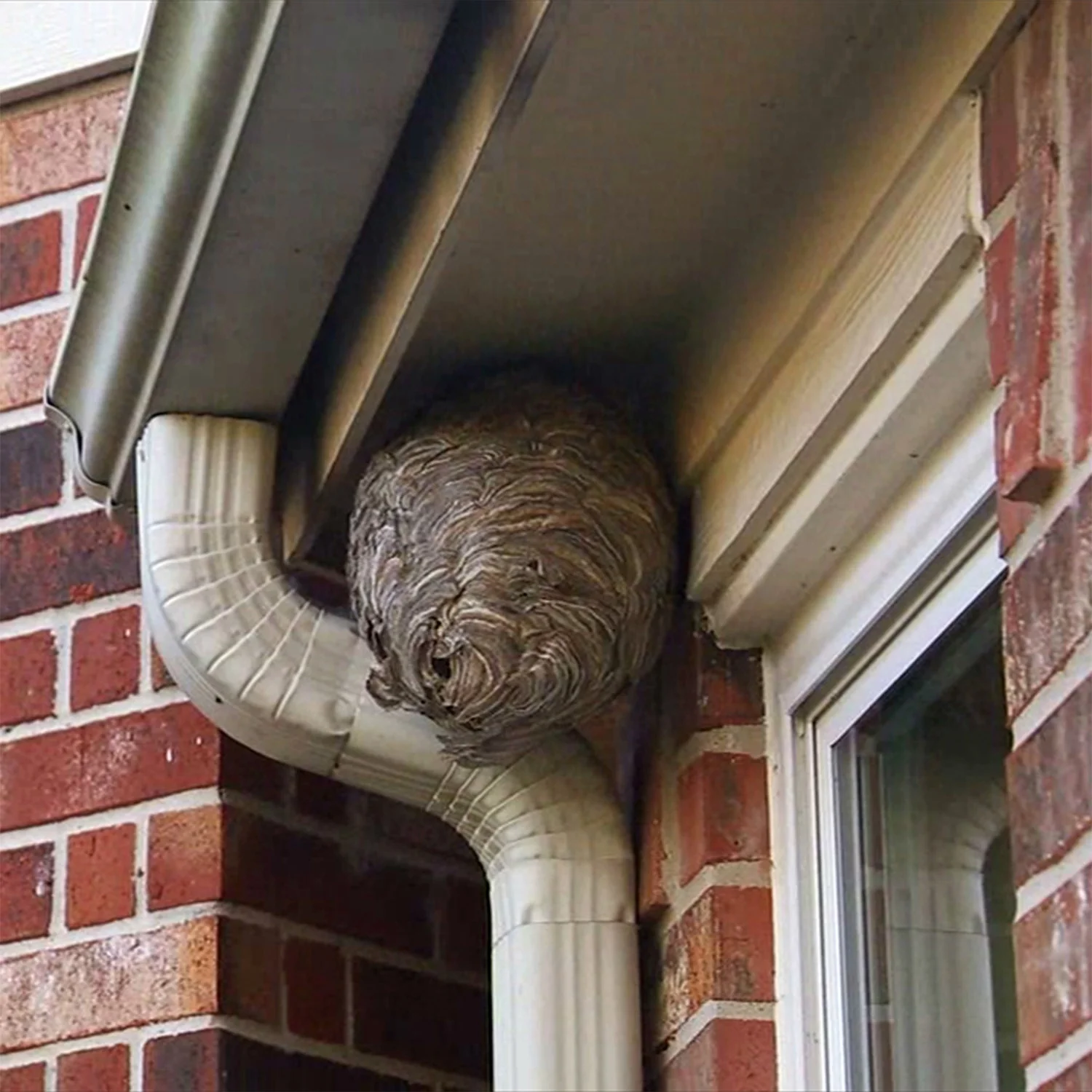 Spectracide Wasp & Hornet Killer Aerosol Spray, 20 Oz., 3 Count