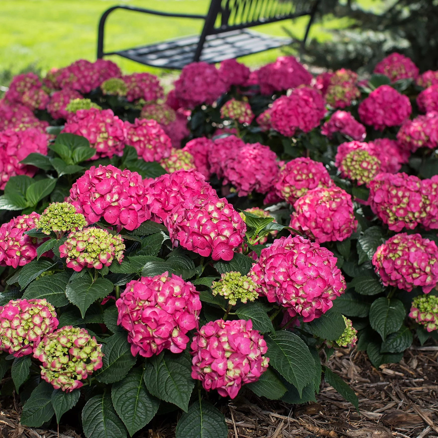 Summer Crush Endless Summer Hydrangea (1 Gallon) Flowering Deciduous Shrub with Big Raspberry-Red or Neon-Purple Blooms - Part Shade Live Outdoor Plant