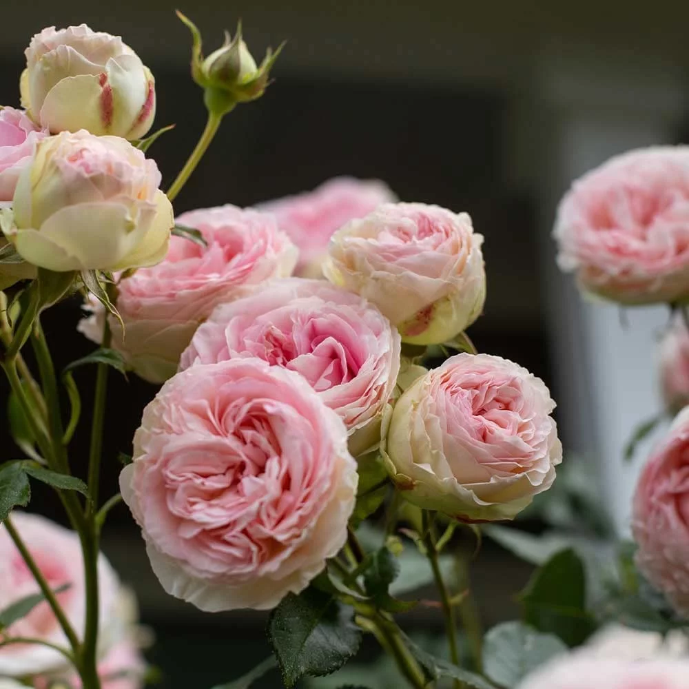 Eden Climber® Rose Plant - Climbing Pink Rose Bush, Own Root Rose Plants for Planting Outdoors