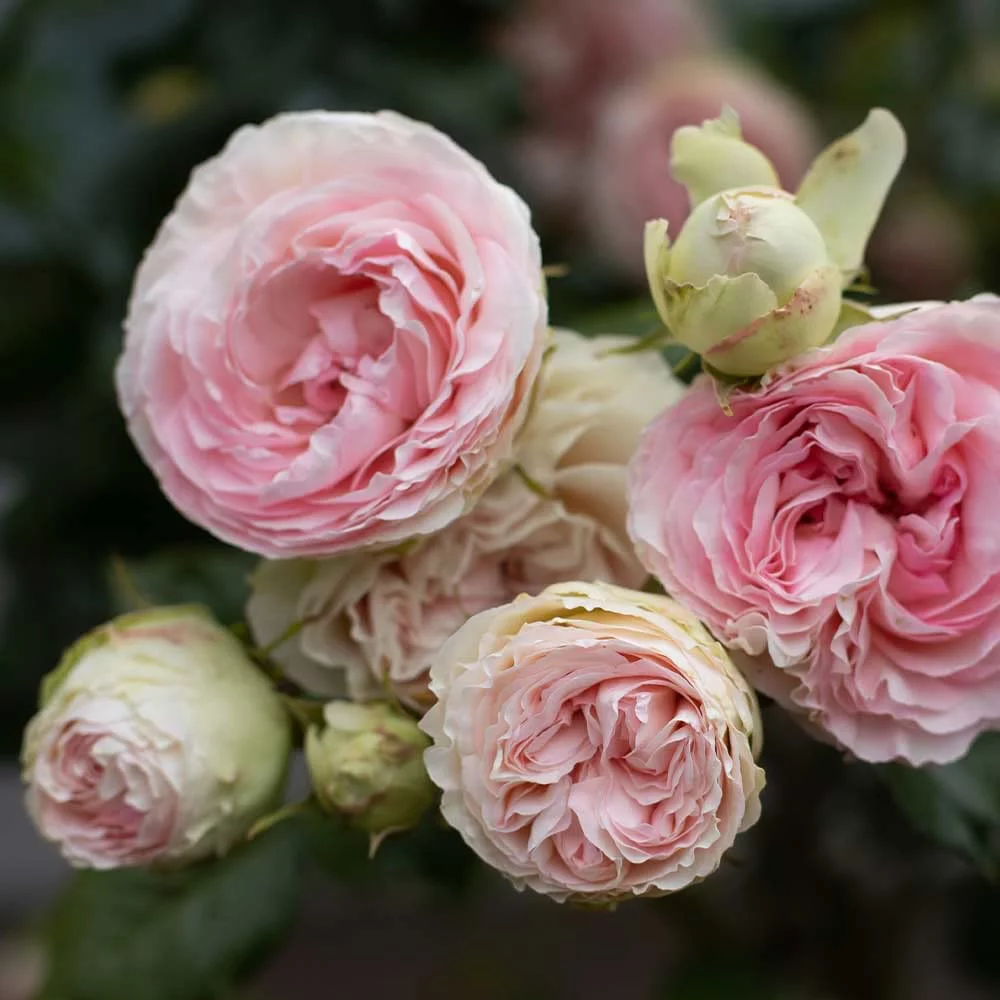 Eden Climber® Rose Plant - Climbing Pink Rose Bush, Own Root Rose Plants for Planting Outdoors