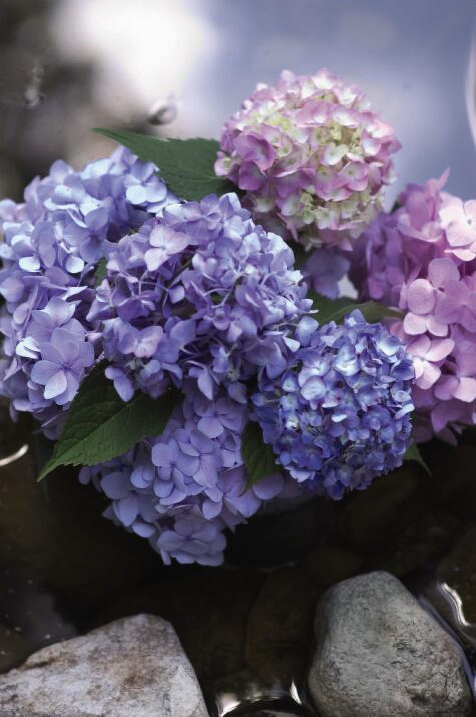 Endless Summer 1G Hydrangea Original