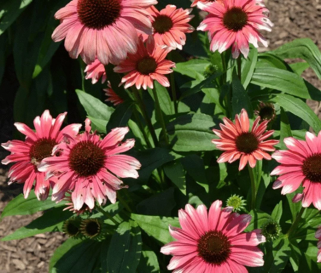 3 Echinacea Playful Meadow Mama New Unique Coneflower in 3.5