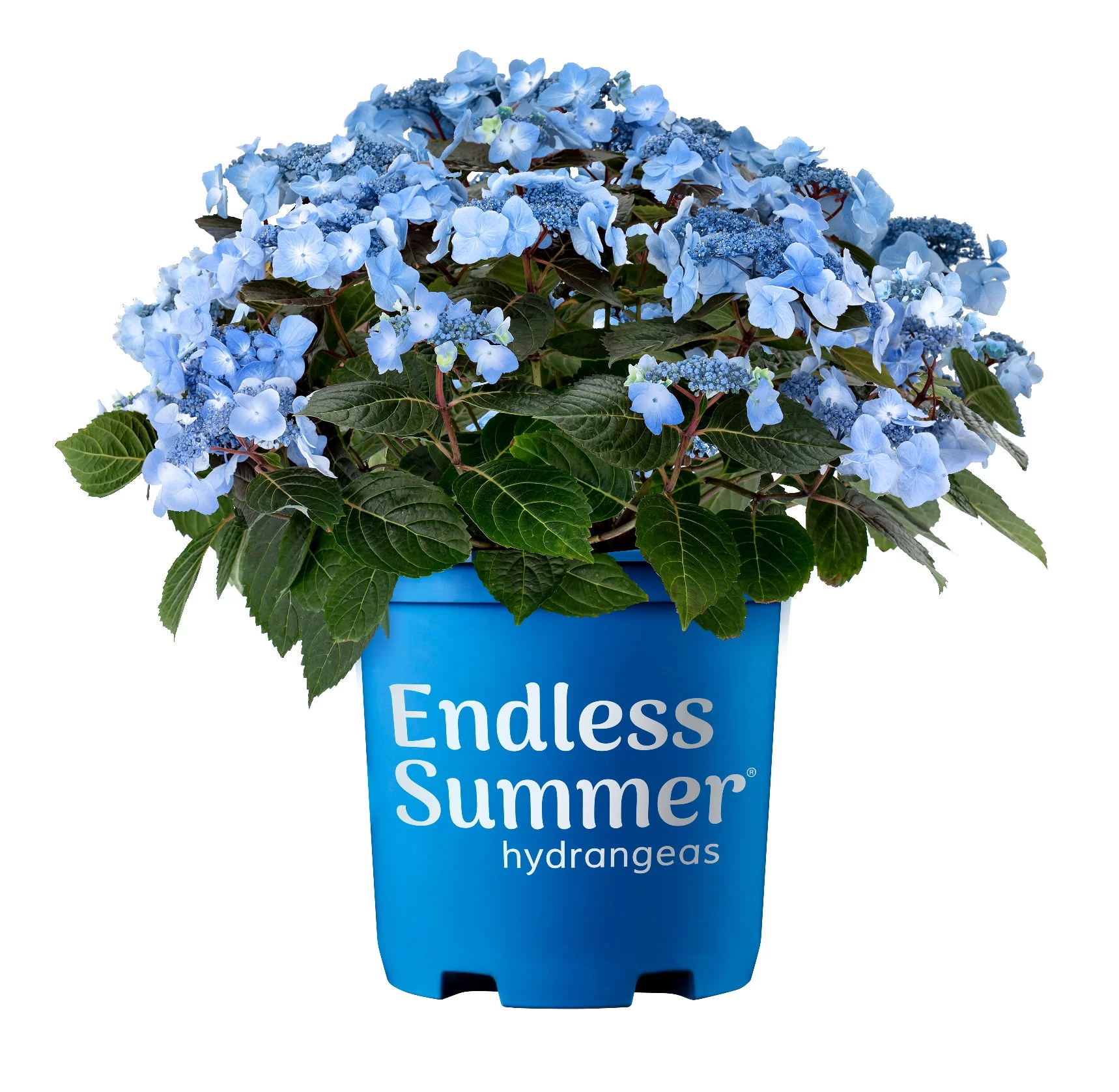 Endless Summer 2 gal Hydrangea Pop Star Live Shrubs