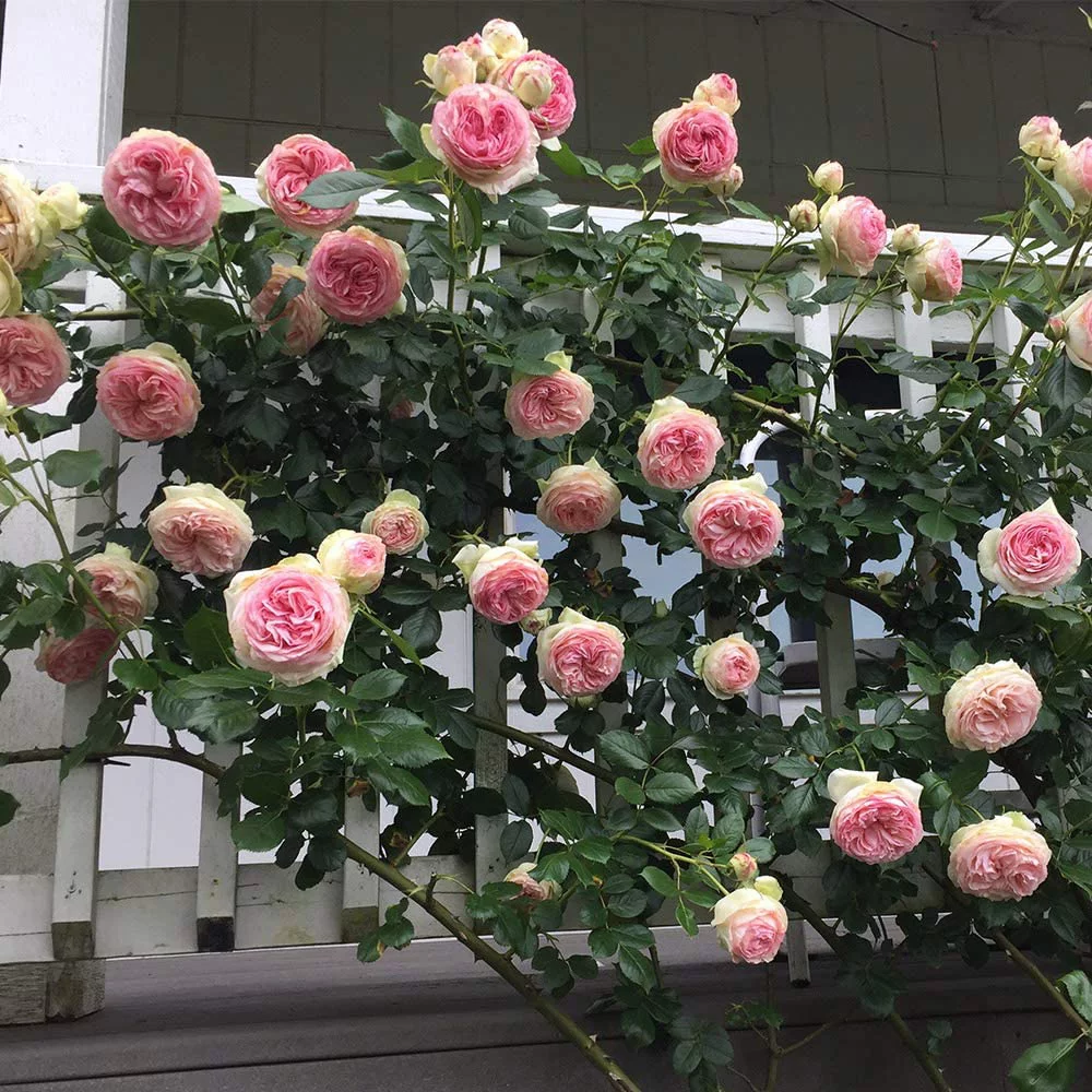 Eden Climber® Rose Plant - Climbing Pink Rose Bush, Own Root Rose Plants for Planting Outdoors