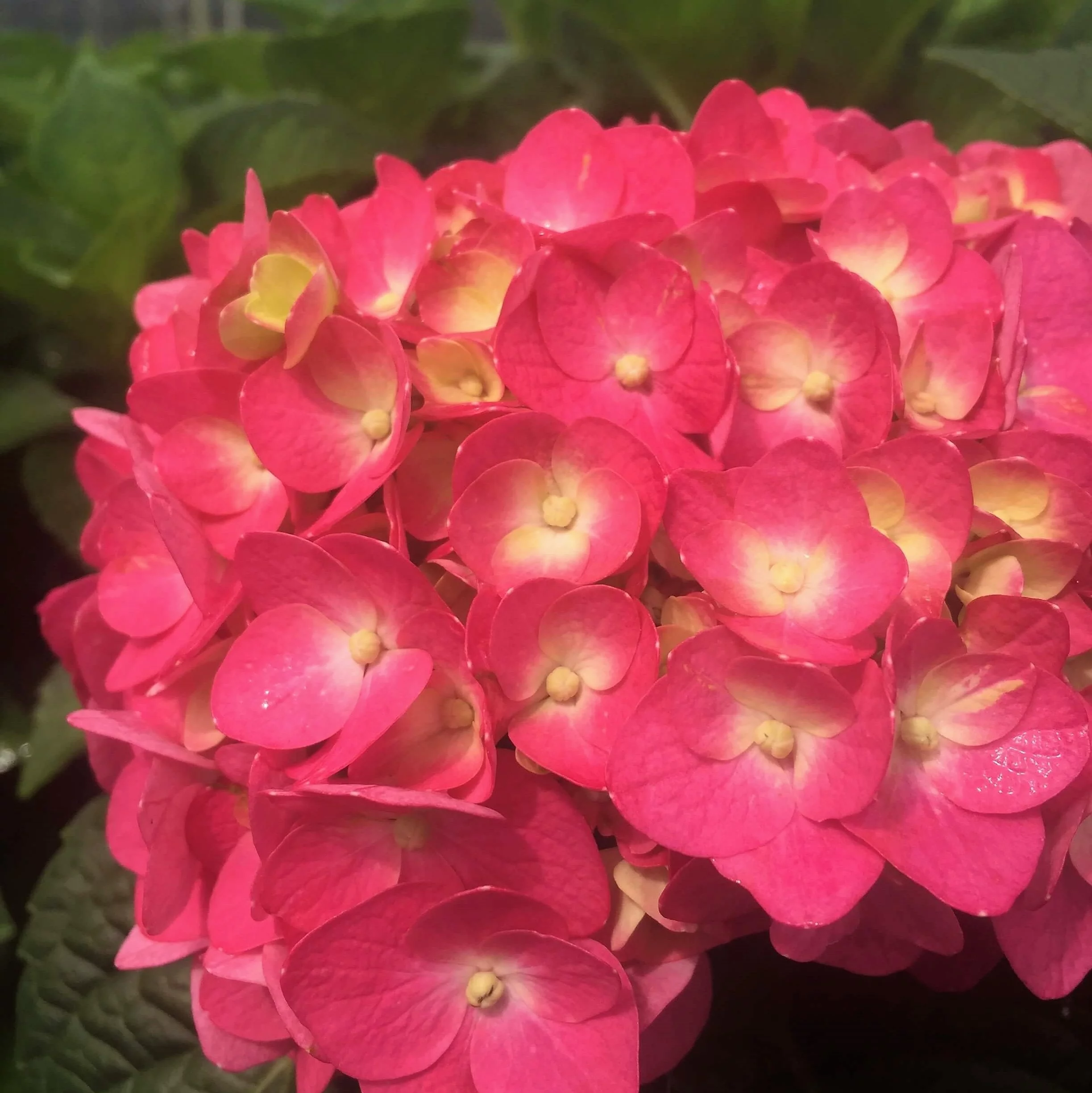 Summer Crush Endless Summer Hydrangea (1 Gallon) Flowering Deciduous Shrub with Big Raspberry-Red or Neon-Purple Blooms - Part Shade Live Outdoor Plant