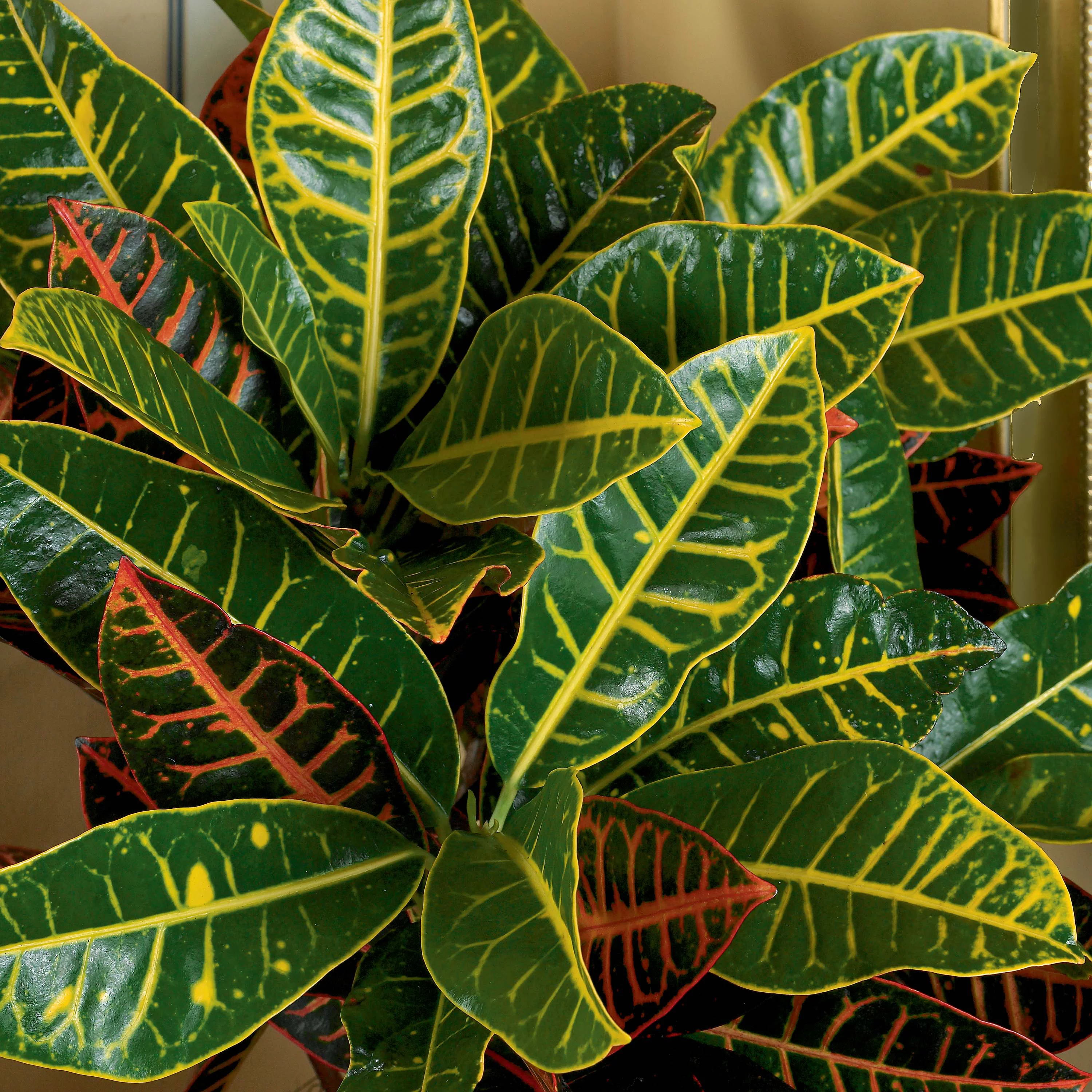 Solscape by Costa Farms Live Outdoor Multicolor Croton Plant in 2g. Grower Pot