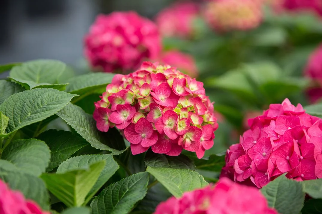 Endless Summer 1.0 GL Hydrangea Summer Crush Part Sun Flowering Shrub Live Plant