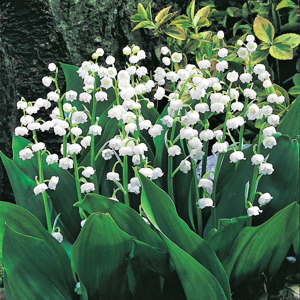 White Flowering Lily of the Valley Dormant Bare Root Groundcover Perennial Plants, 6-Pack