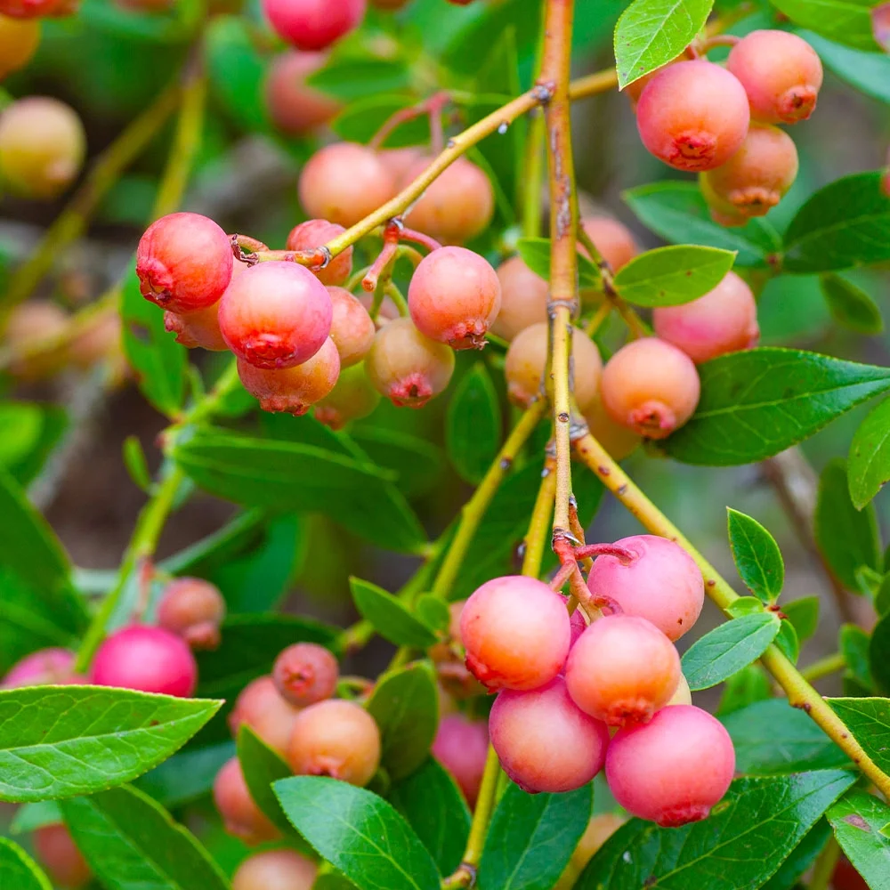 Brighter Blooms - Pink Lemonade Blueberry Bush, 1 Gal. - No Shipping To AZ, CA, HI, WA, and OR