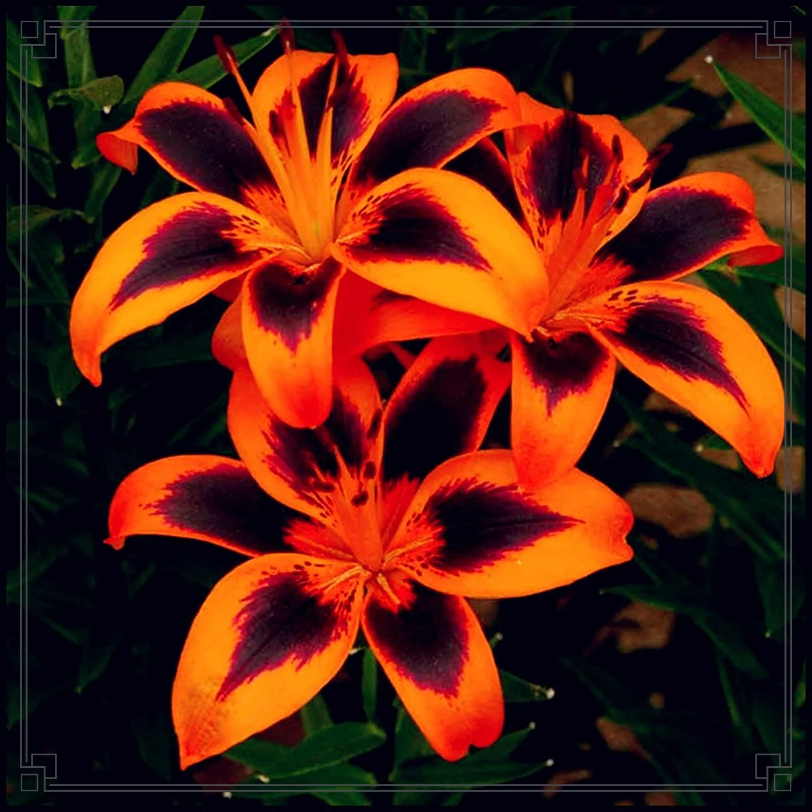 Lily Flower Lily Bulbs Bulk Lily Bulbs Lily Bulbs For Sale Stargazer Lily Bulbs Perennials Garden Flowers