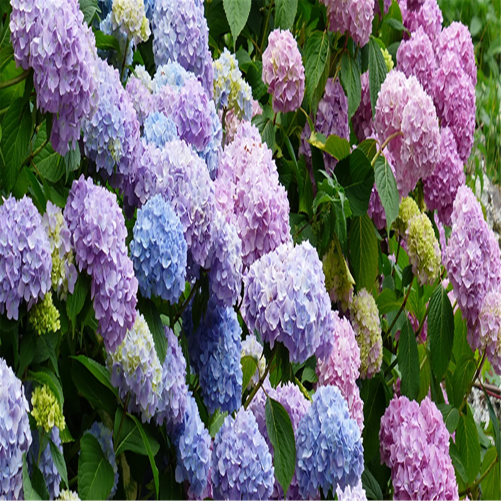 Hydrangea Bulbs, Hydrangea Rhizome,Gardening Treasures,Hydrangea Plants,Hydrangea Gallon, Cold And Drought Resistant, Easy For Gardeners To Grow,Hydrangea Plants,