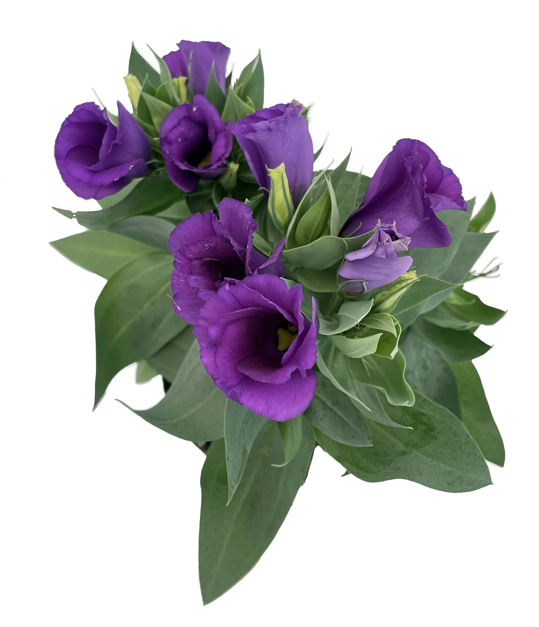 Purple Eustoma Lisianthus - 6