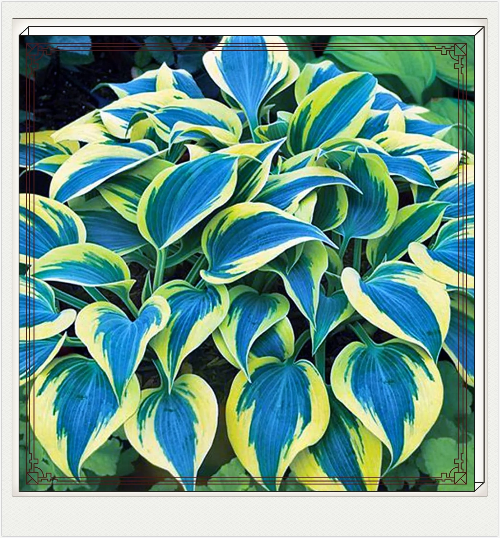 Hostas Bulbs For Planting Bulk Hostas Plants Bulbs Hostas Bulbs Hostas Plants Ready For Planting Hostas Plants For Sale Bonsai Plants