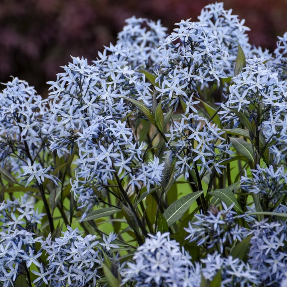 Storm Cloud Bluestar (Amsonia) Live Plant, Blue Flowers, 1 Gal.