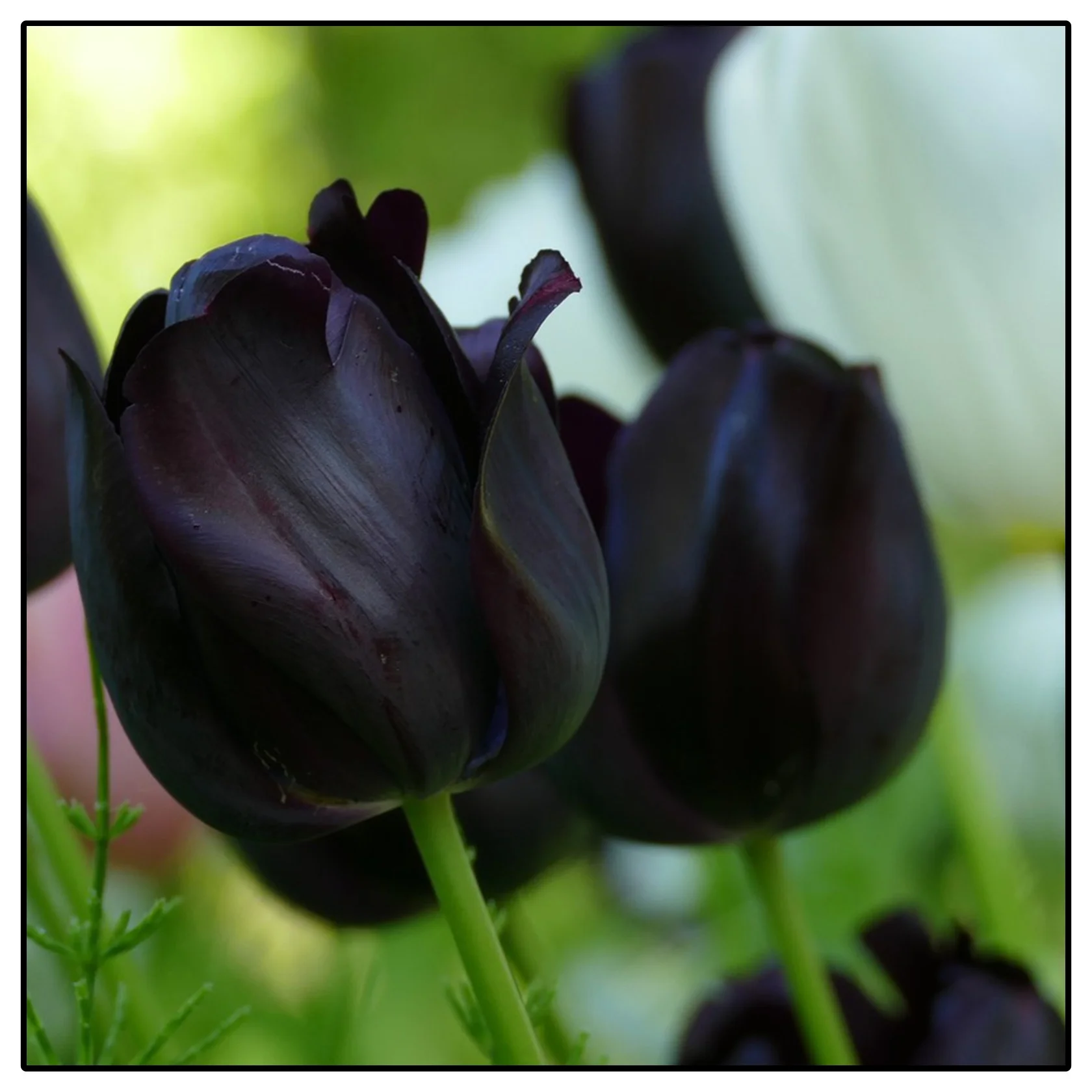 Tulip Bulbs, Easy Planting,Tulip Flowers Bulbs,Tulip Bulbs, Tulip Flowers. Tulip Plant Mature Tulip Roots Tulip Tuber Tulip Plant Live Large Tulip Plant,Tulip Flowers Bulbs For Planting,