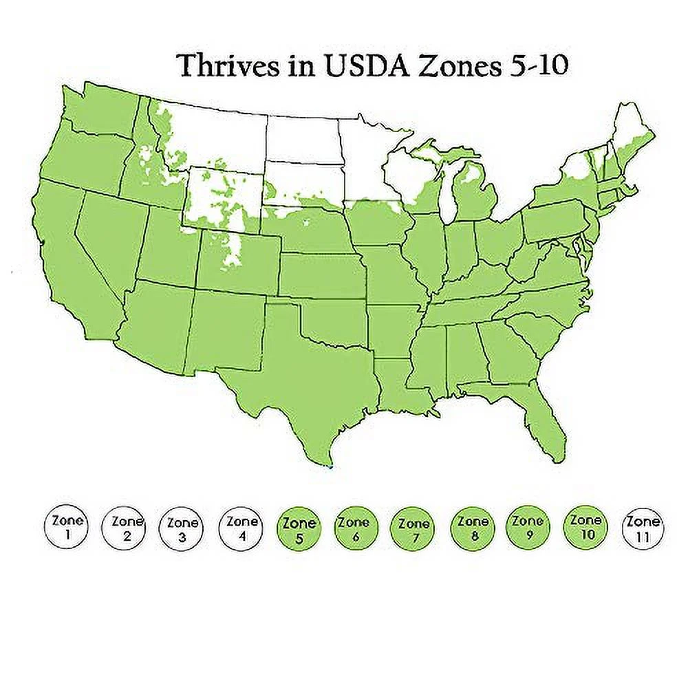 Big Grass, 1 Gallon Container, Blue Blooms with Rich Green Foliage