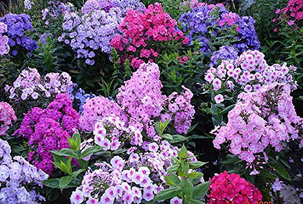 1,000+ Mixed Color Phlox Seeds for Planting - Creeping Ground Cover - Popstars Phlox Creeping Carpet Plants