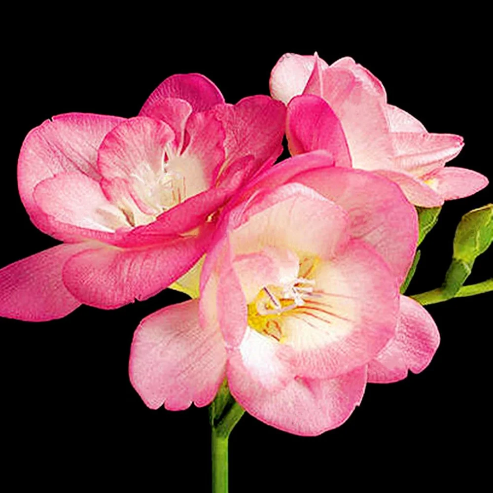 Freesia Bulbs For Planting Freesia Bulbs Double Freesia Flowers Real Freesia Potted Plant Freesia Plant Live  Freesia Bulbs Fragrant