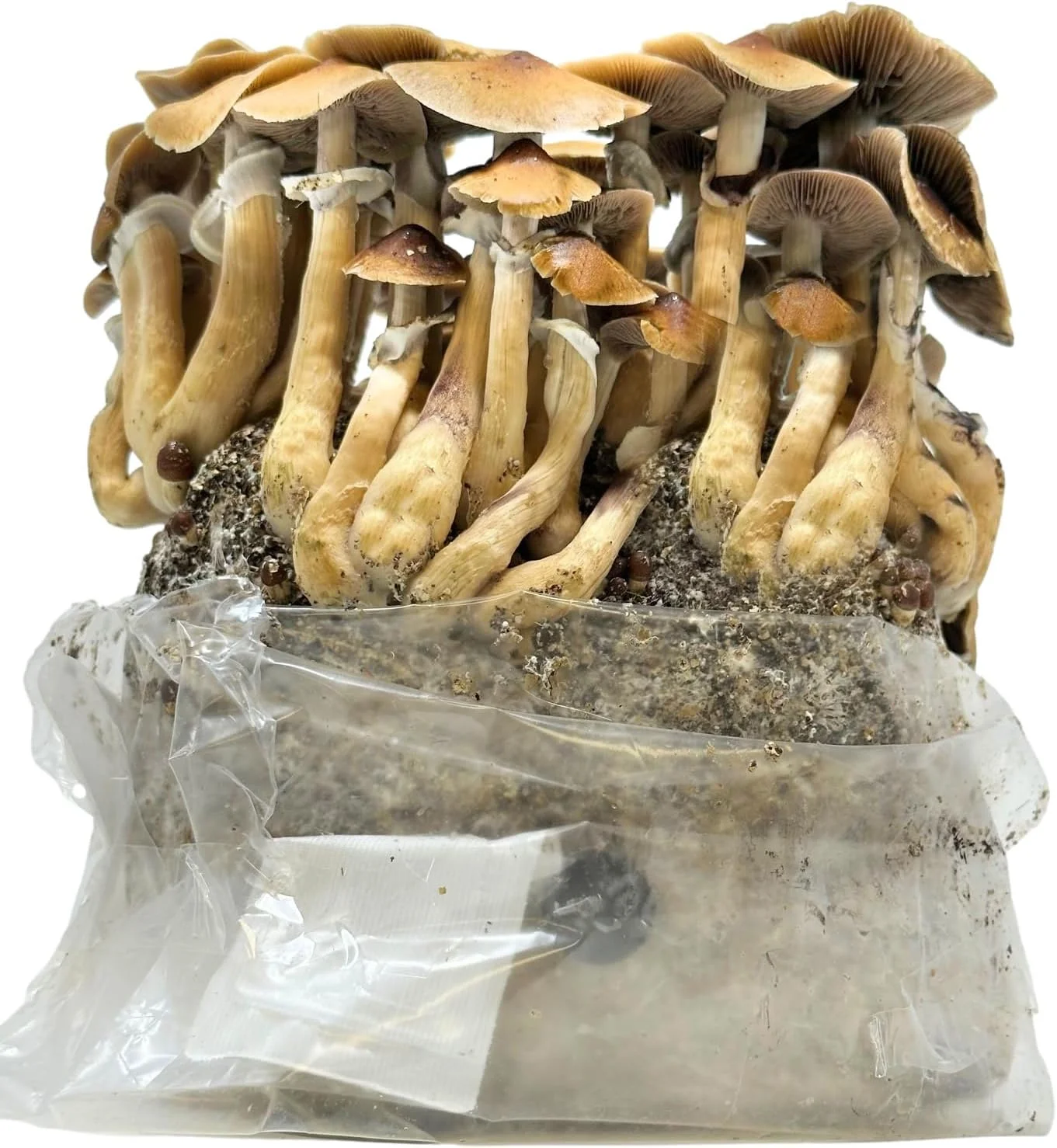 All in One Mushroom Grow Kit in a Bag with Sterilized Grains and Substrate (4 LBS)