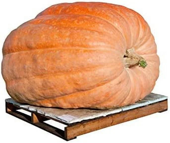 Atlantic Giant Pumpkin - 5 Seeds