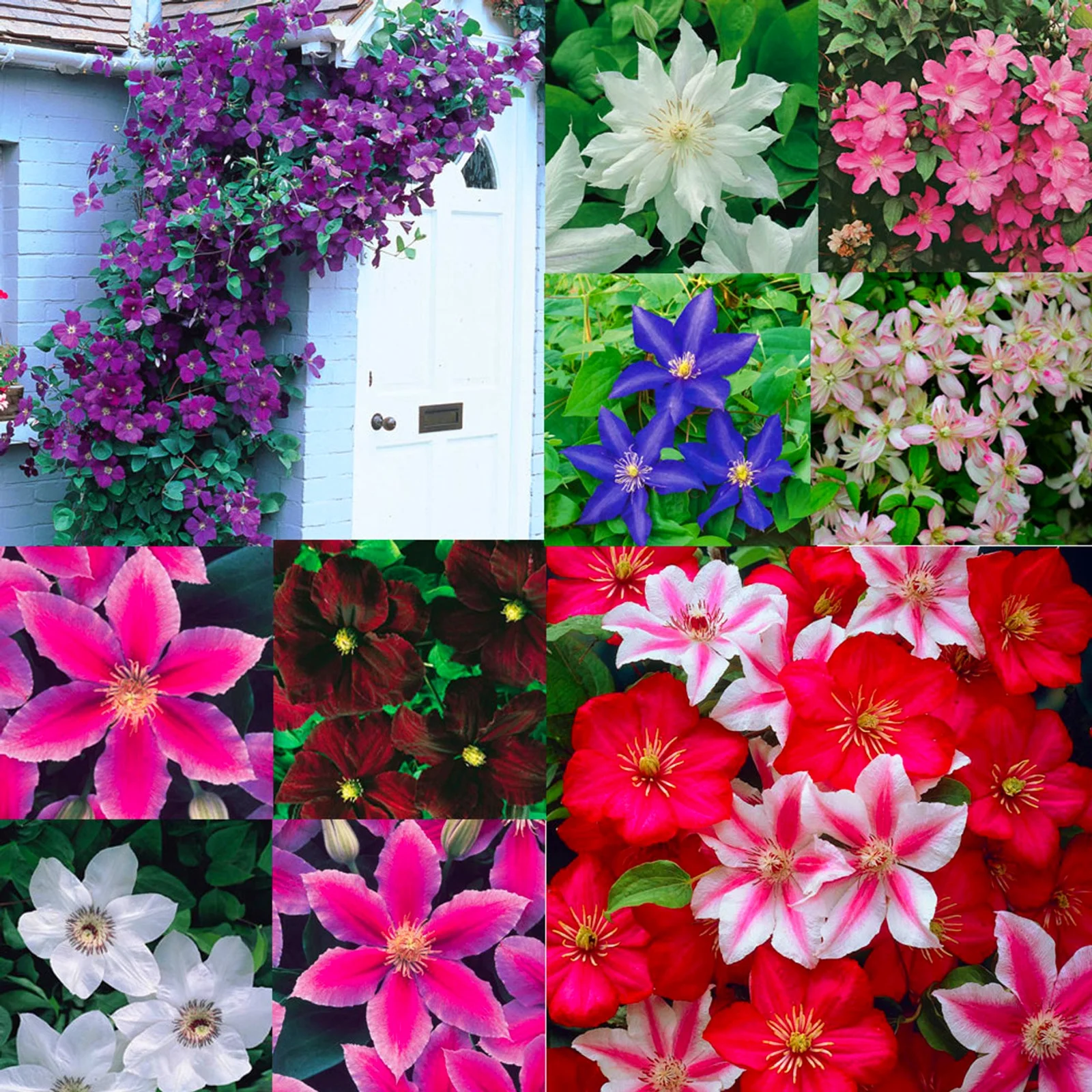 Clematis Bulbs, Gardening, Climbing Plants, Bright Colors,Garden Flowers, Four-Season Plants,  Drought-Tolerant,Clematis Plants,Clematis Root,Clematis Bulbs For Sale