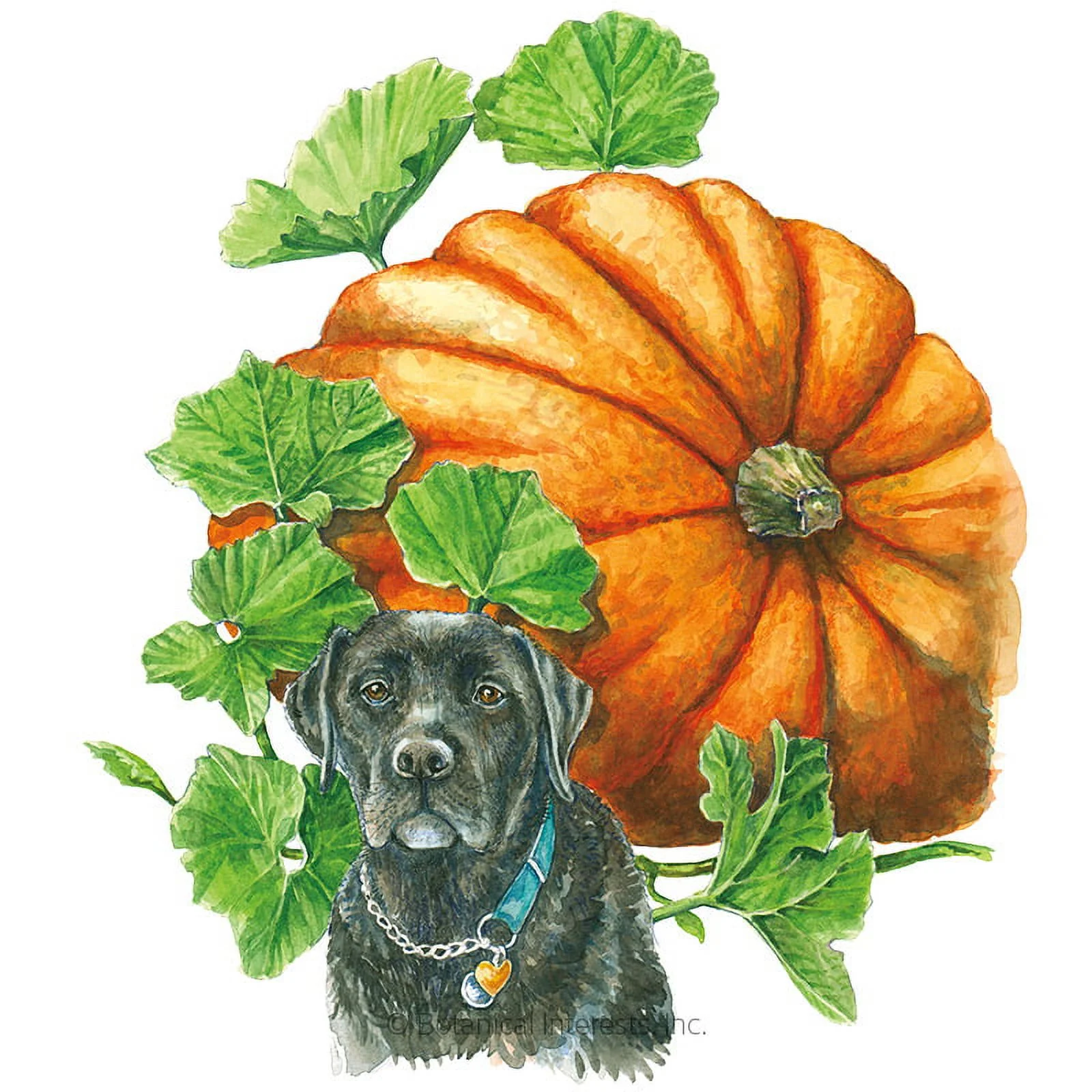 Atlantic Giant Pumpkin - 5 Seeds