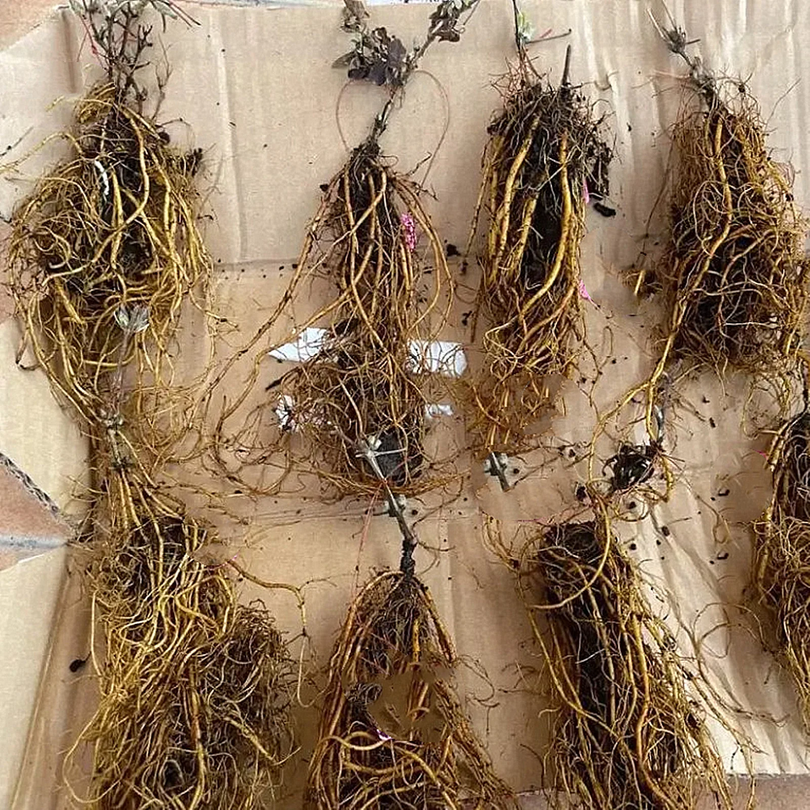 Clematis Bulbs, Gardening, Climbing Plants, Bright Colors,Garden Flowers, Four-Season Plants,  Drought-Tolerant,Clematis Plants,Clematis Root,Clematis Bulbs For Sale