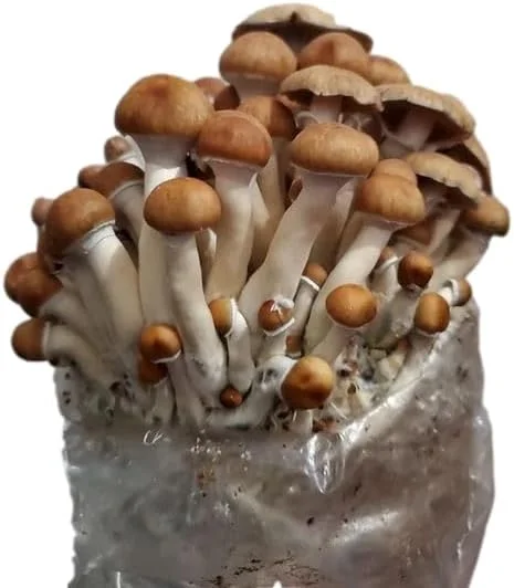 All in One Mushroom Grow Kit in a Bag with Sterilized Grains and Substrate (4 LBS)