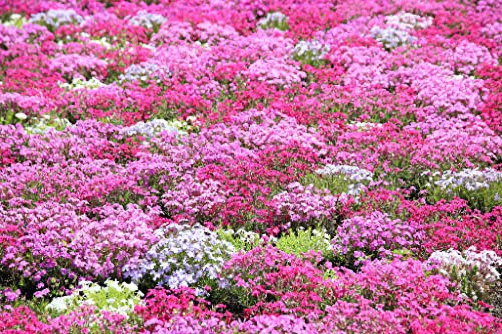 1,000+ Mixed Color Phlox Seeds for Planting - Creeping Ground Cover - Popstars Phlox Creeping Carpet Plants